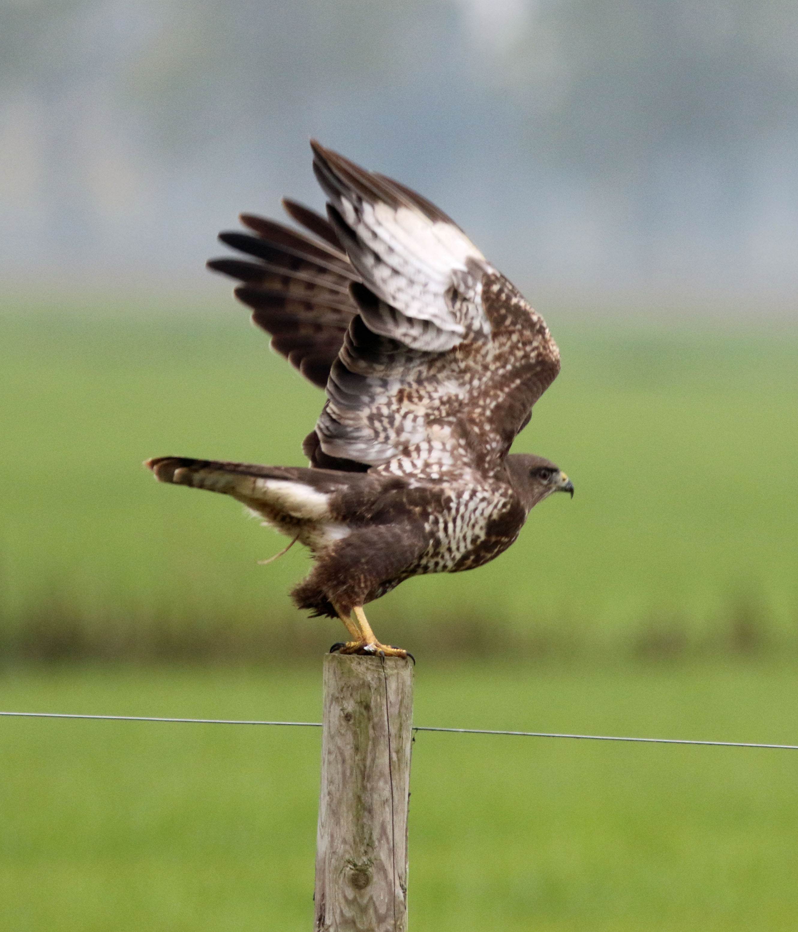 Buizerd (2)