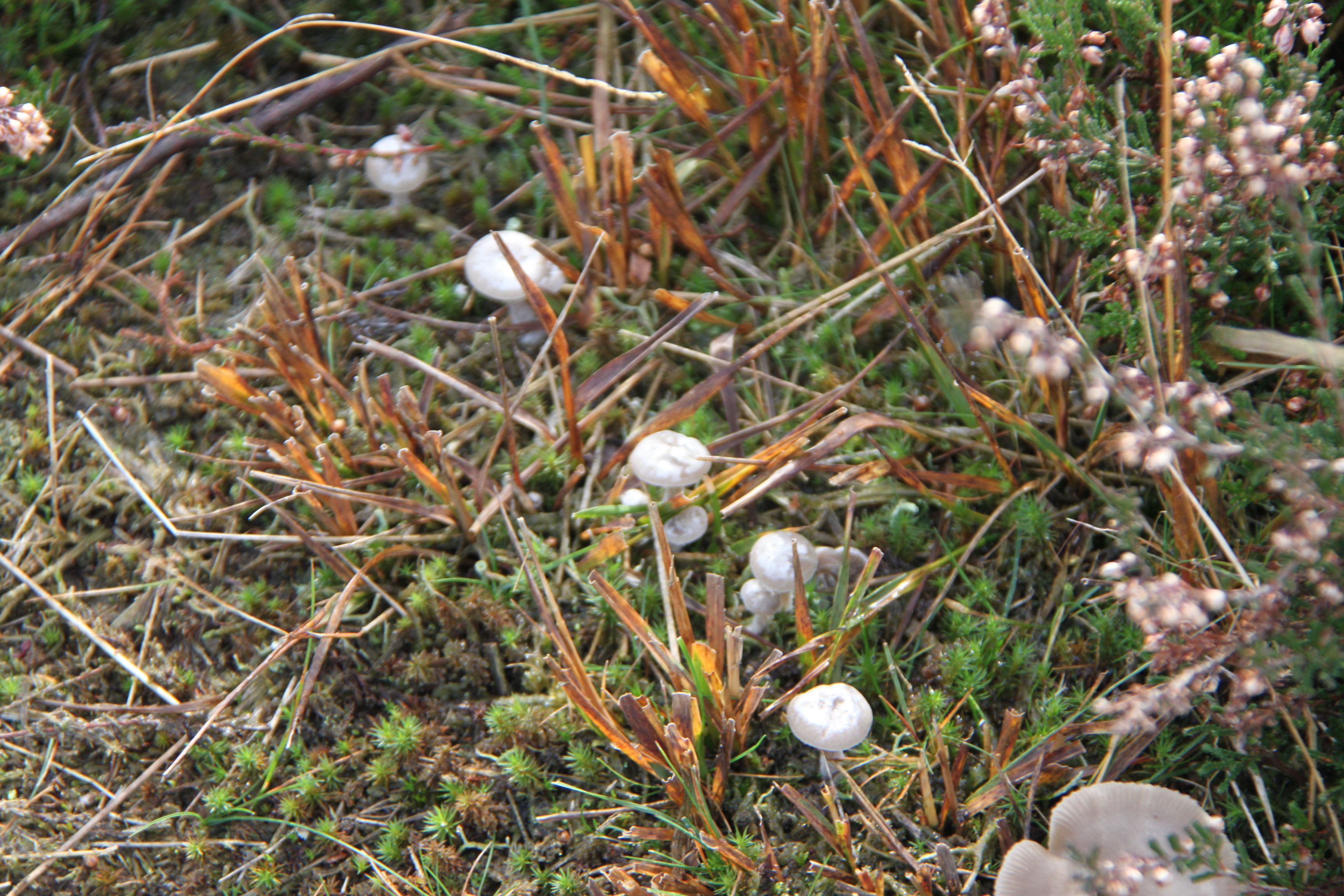 Rijtje witte paddestoelen
