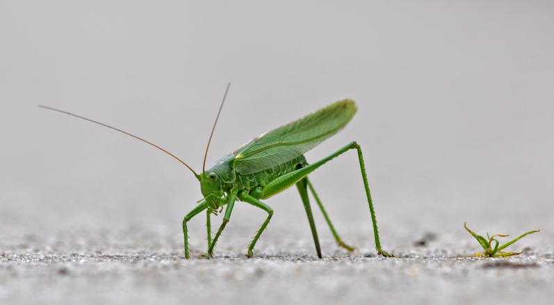Groen