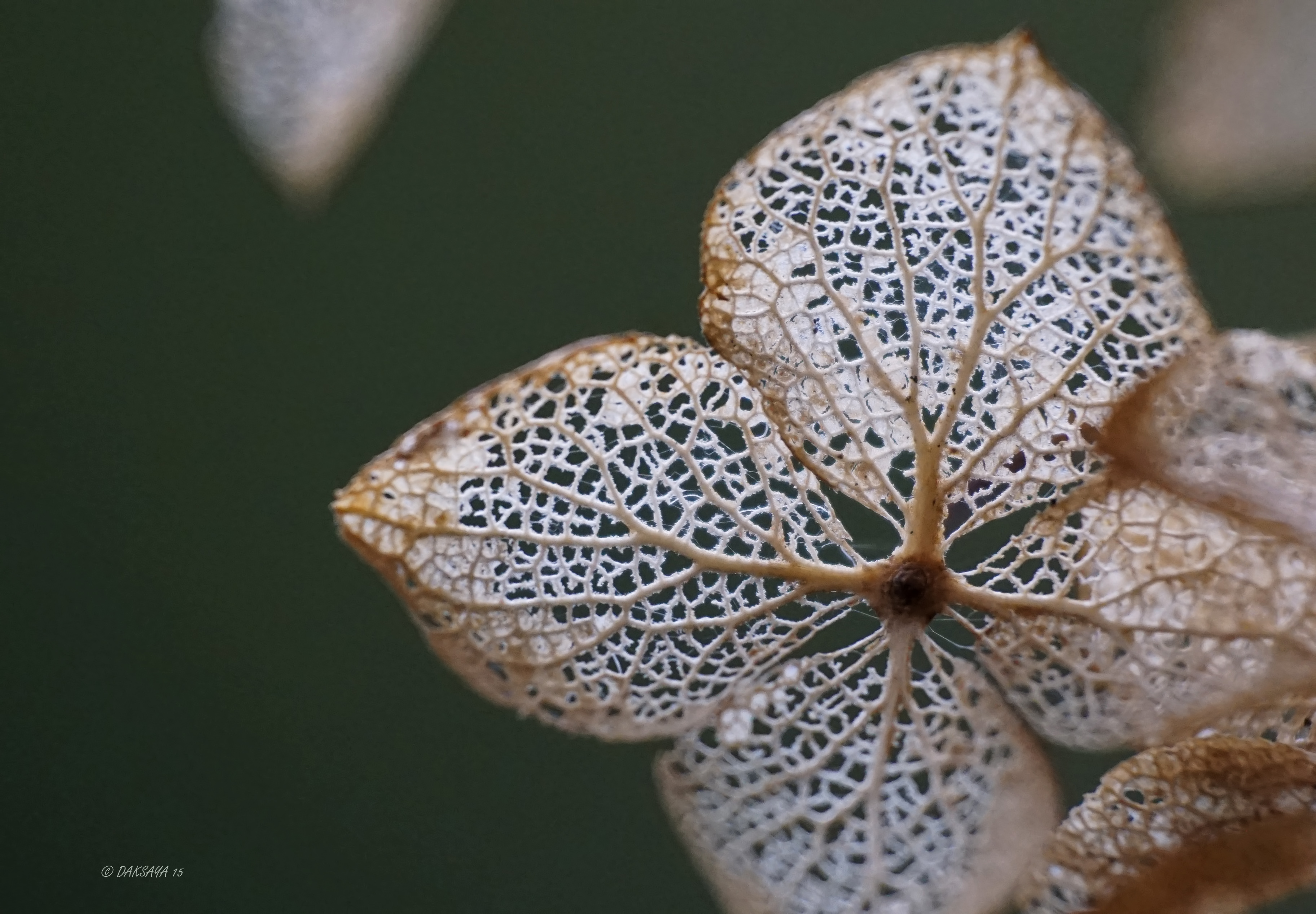 Hortensia