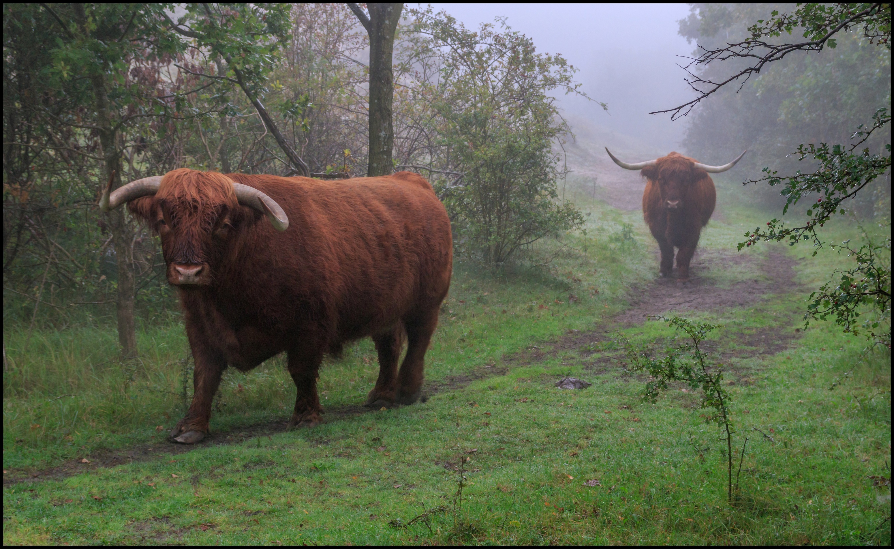 Hooglanders in een mistig bos.