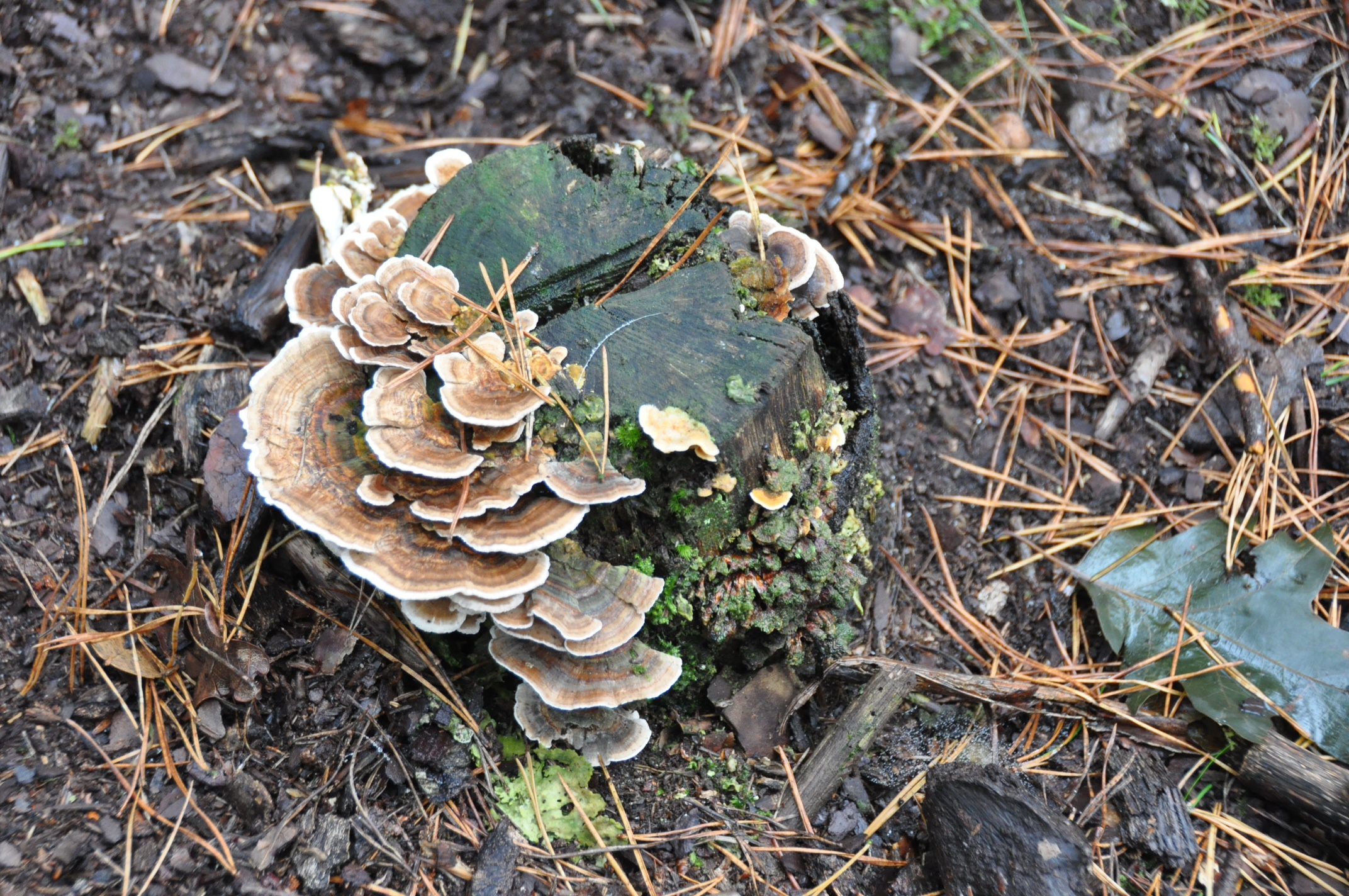 Boomstronk met elfenbankje