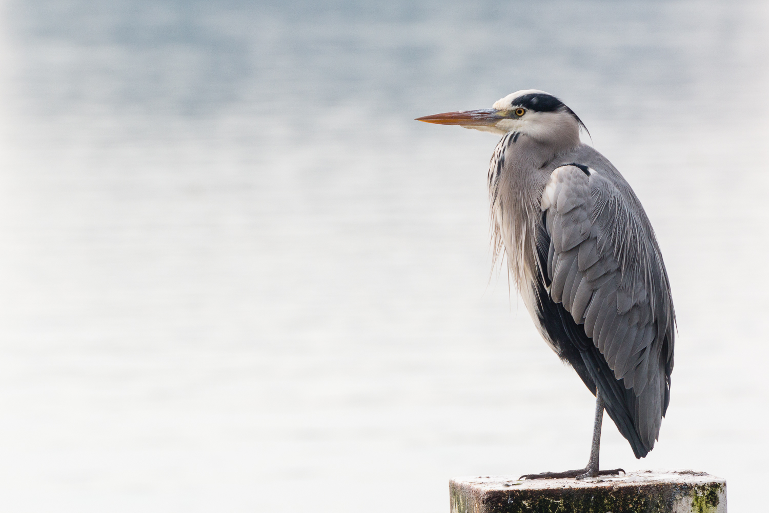 Blauwe reiger