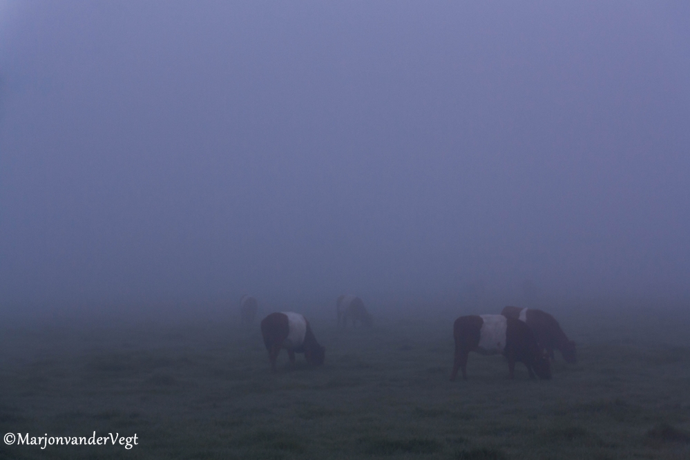 Bont gezelschap in de mist