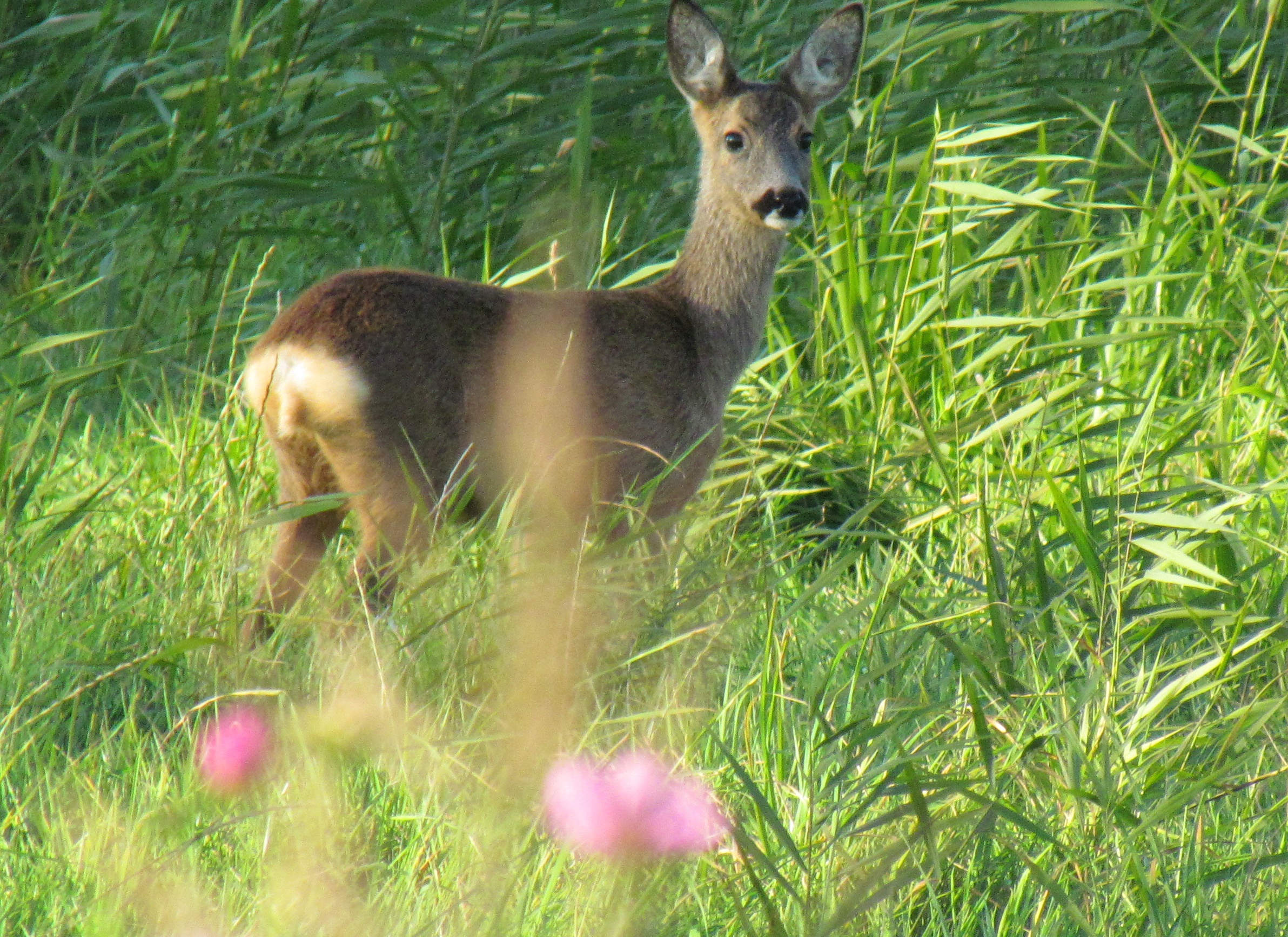 Ree Gespot in Boerraker