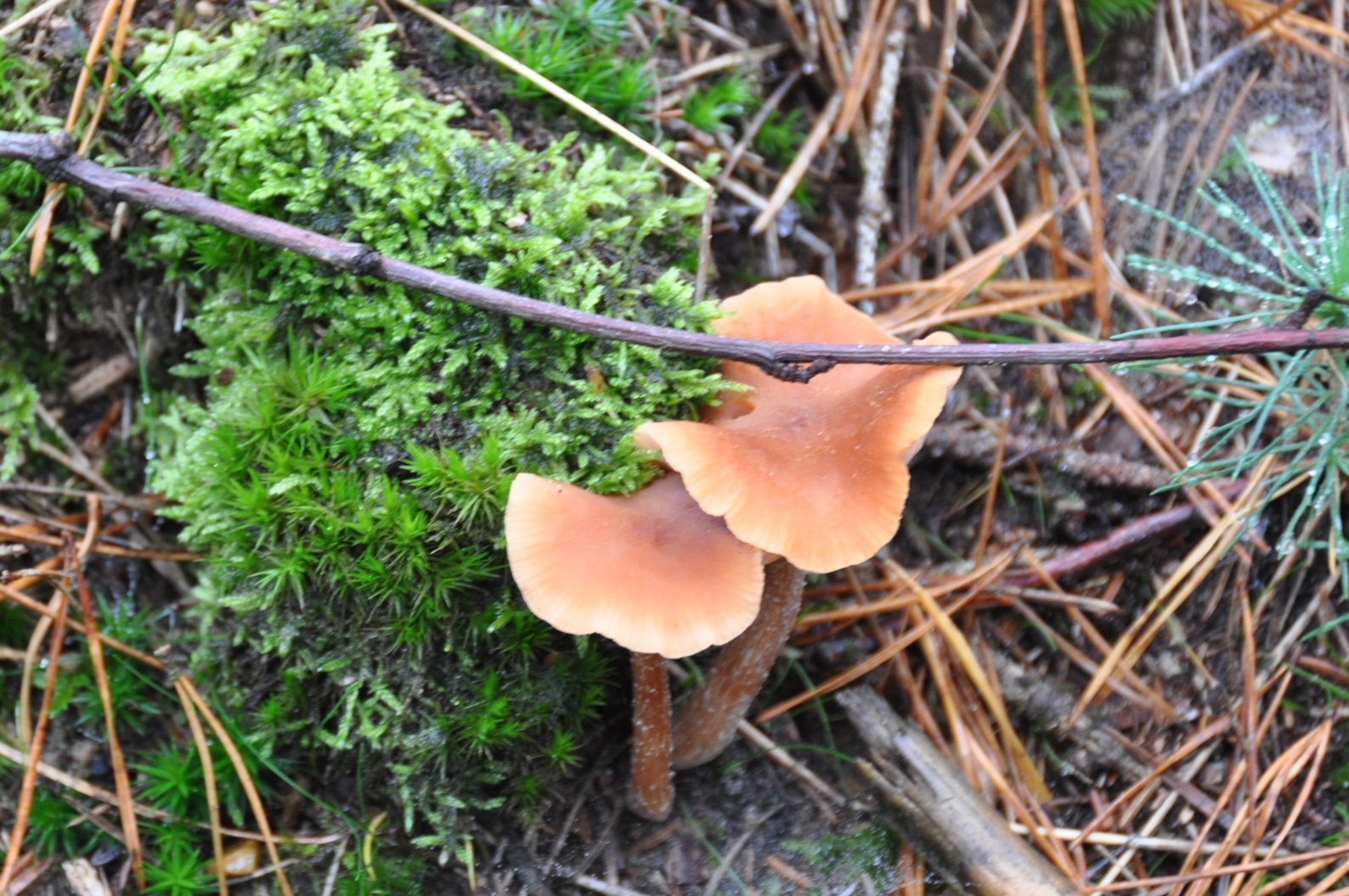 Paddenstoelen