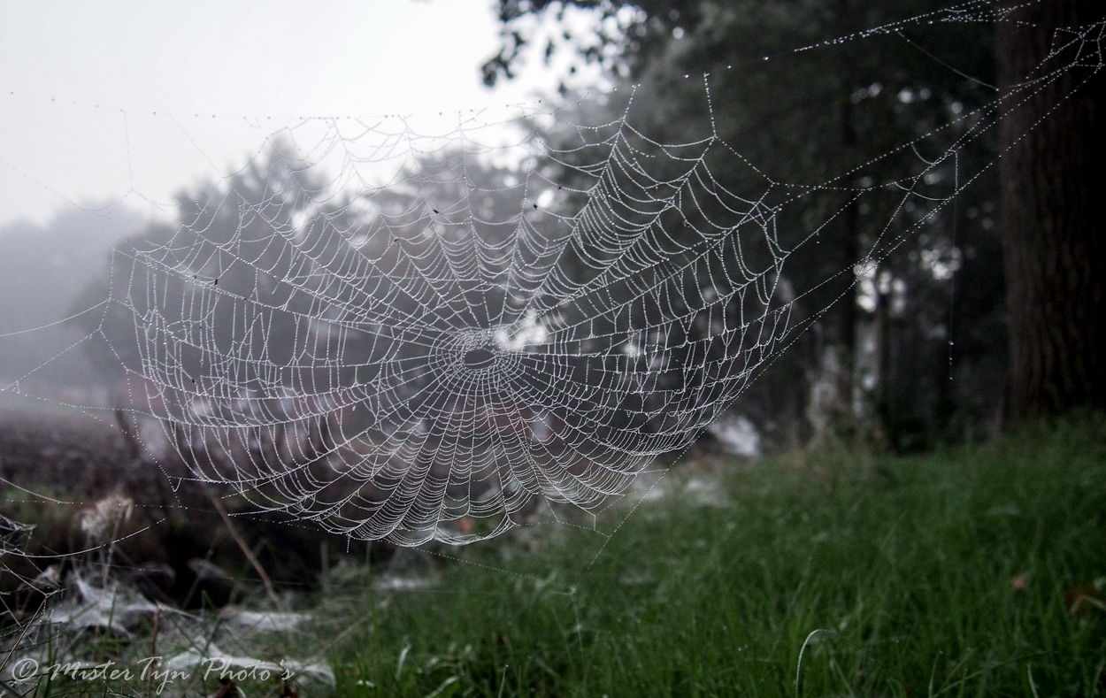 Spinnenweb in de Mist