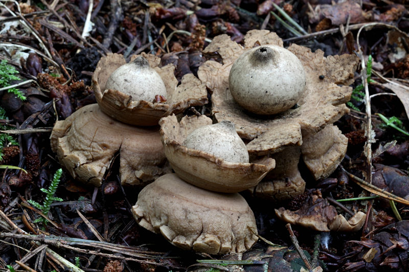 Gekraagde aardster