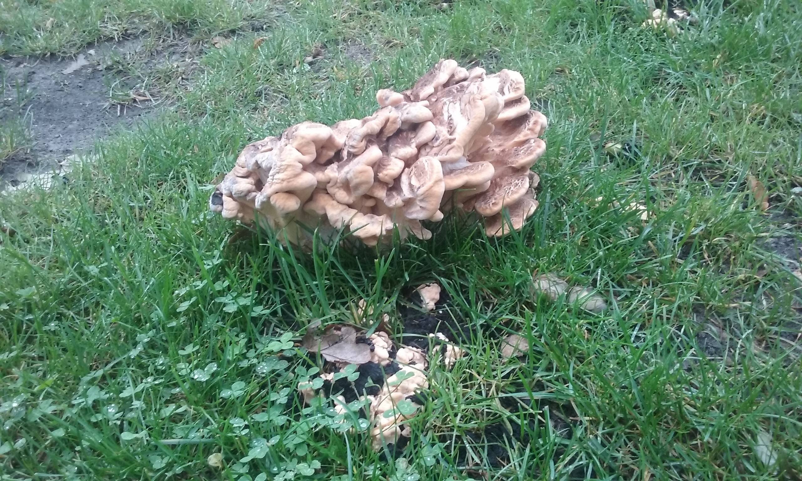 opeenhoping paddestoelen
