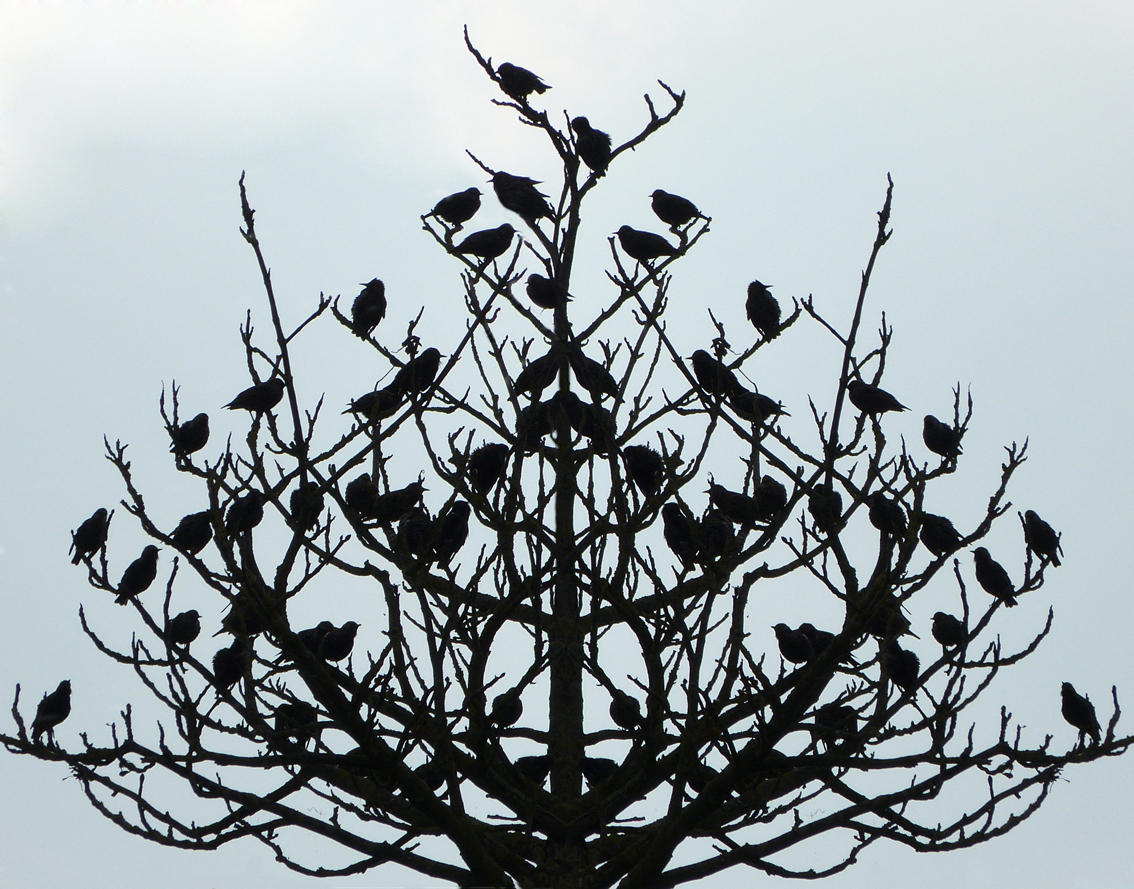 spreeuwen'kerst'boom