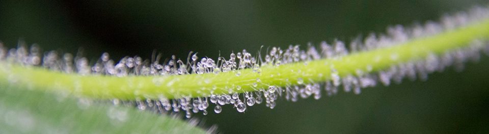 waterdruppels