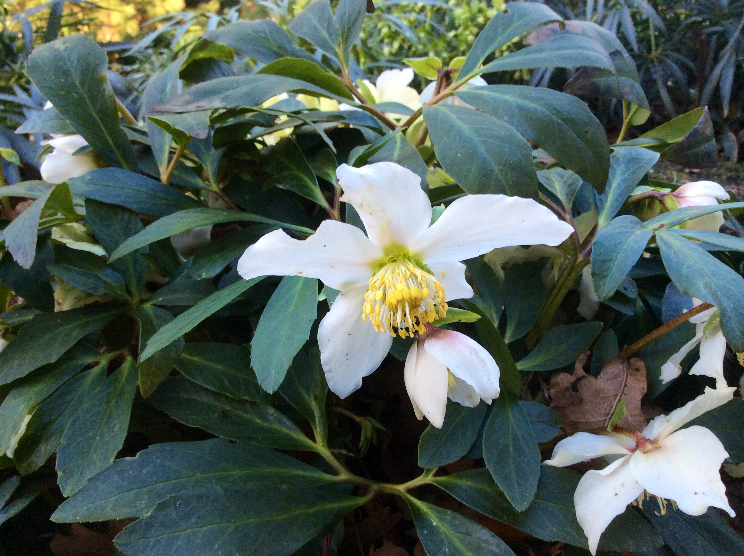 Helleborus 