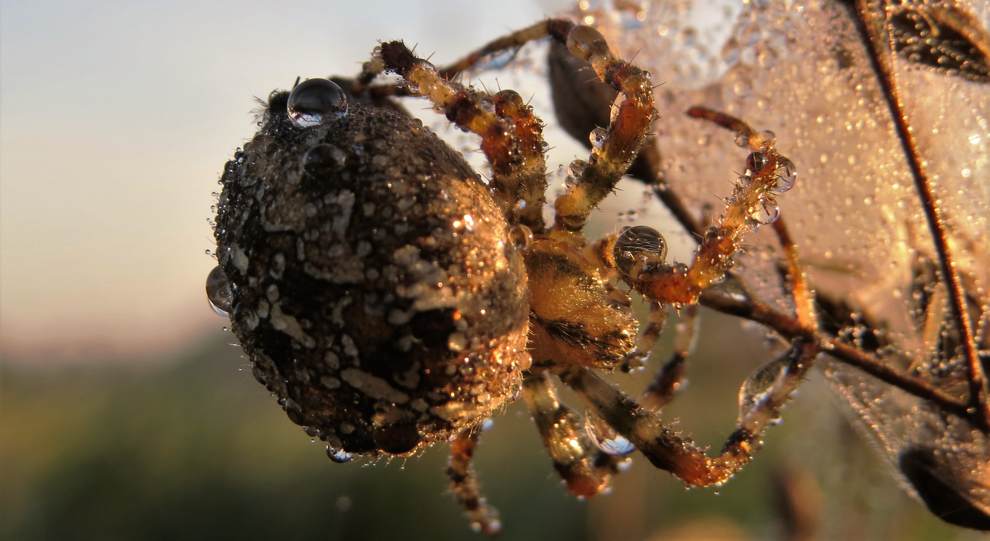 Dauwtrappen voor kruisspin.
