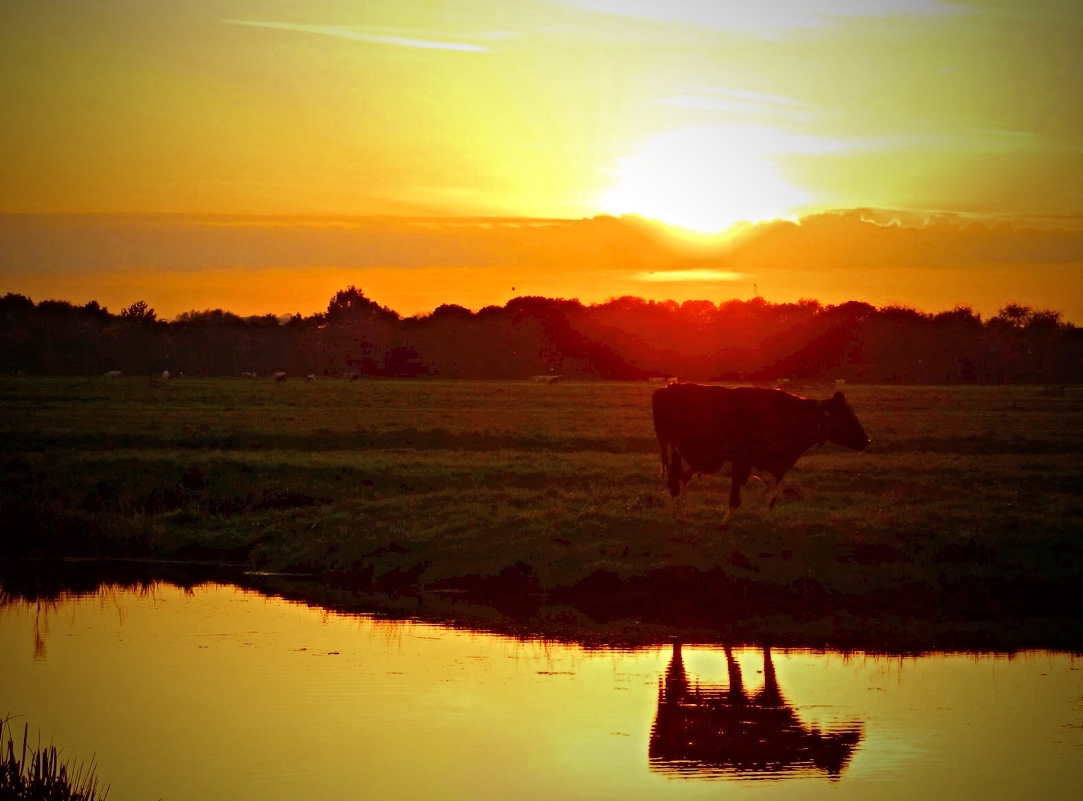 Koe in  de schijnwerper