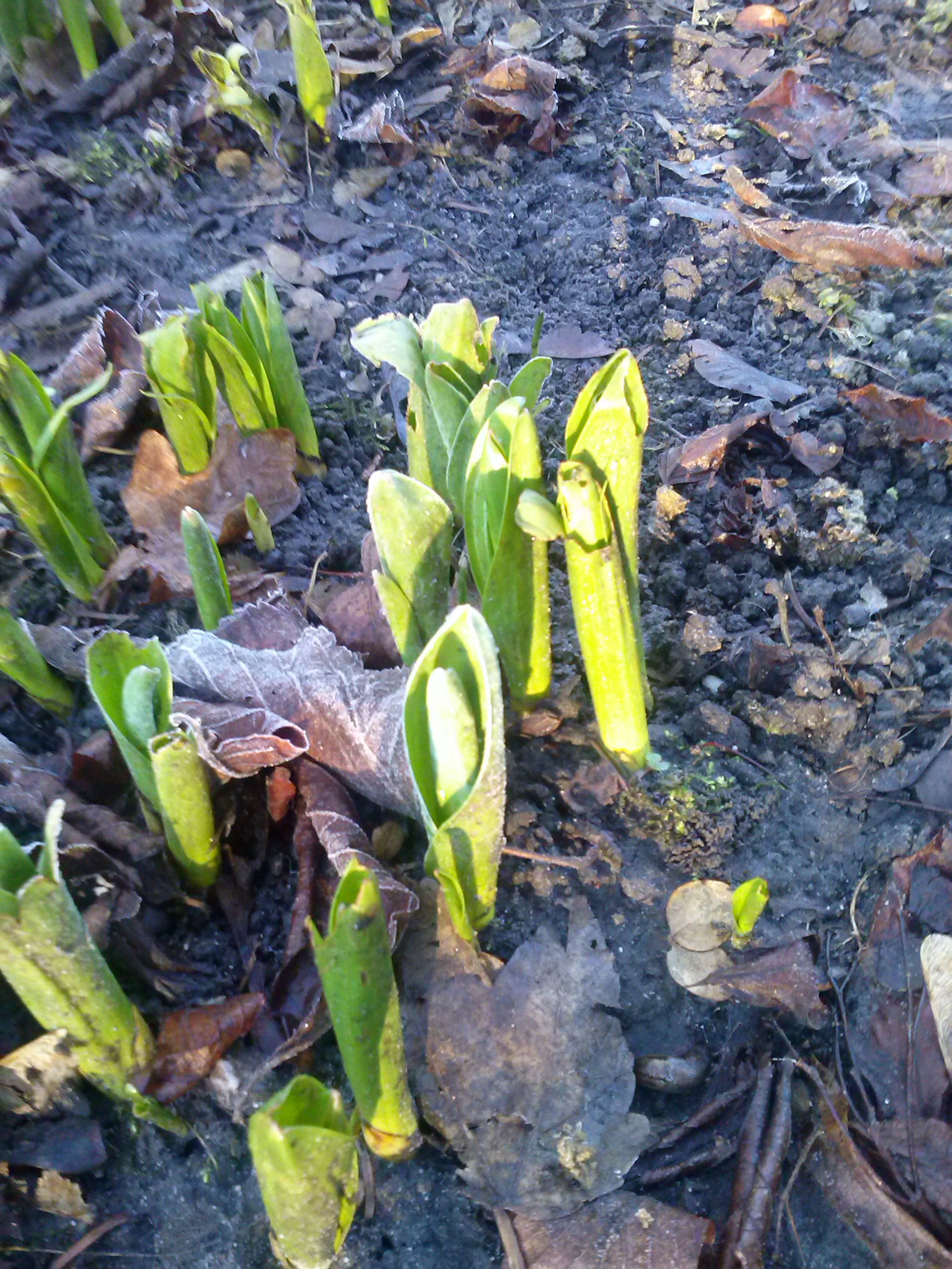 groen geel mooi he 