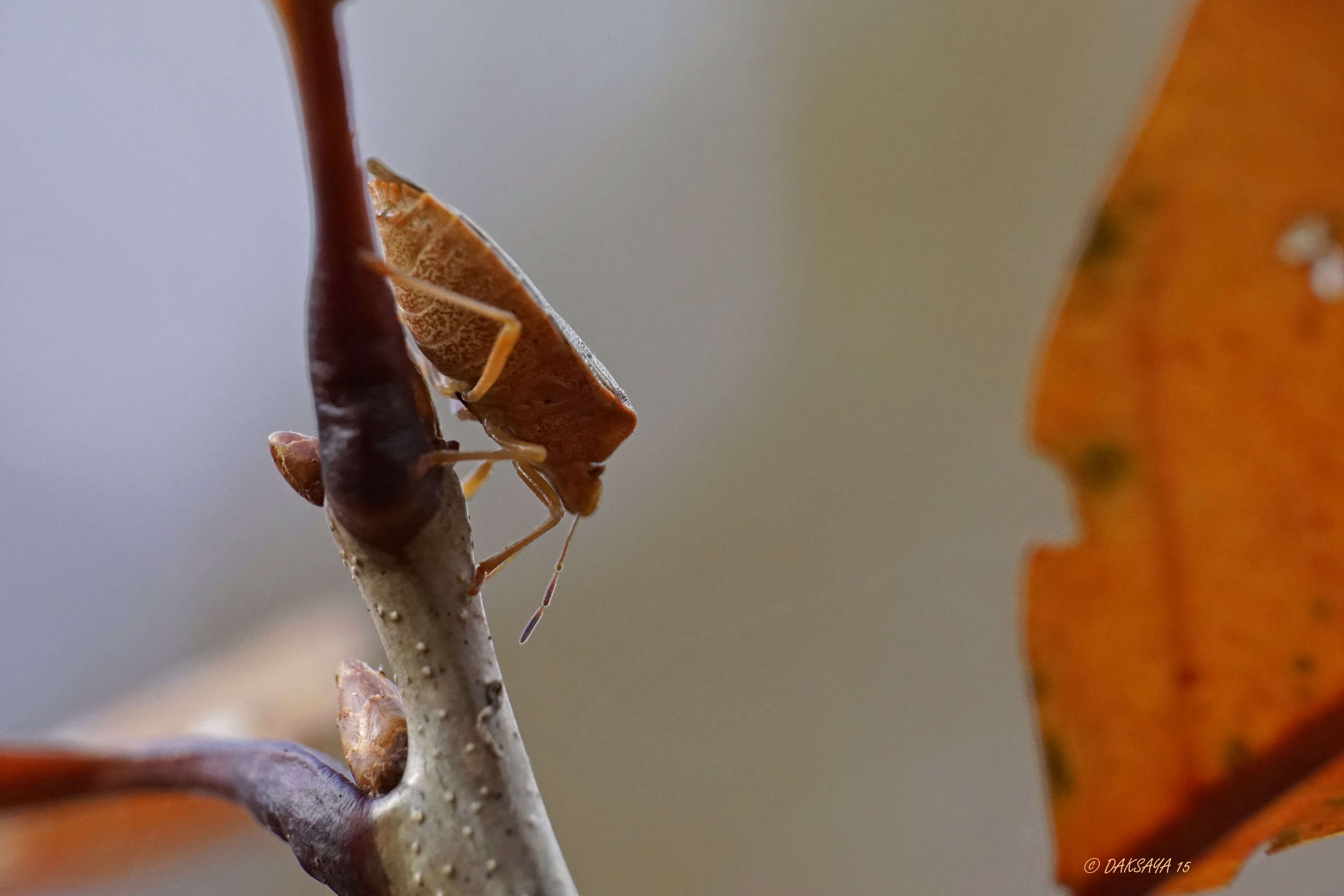 Herfst pose