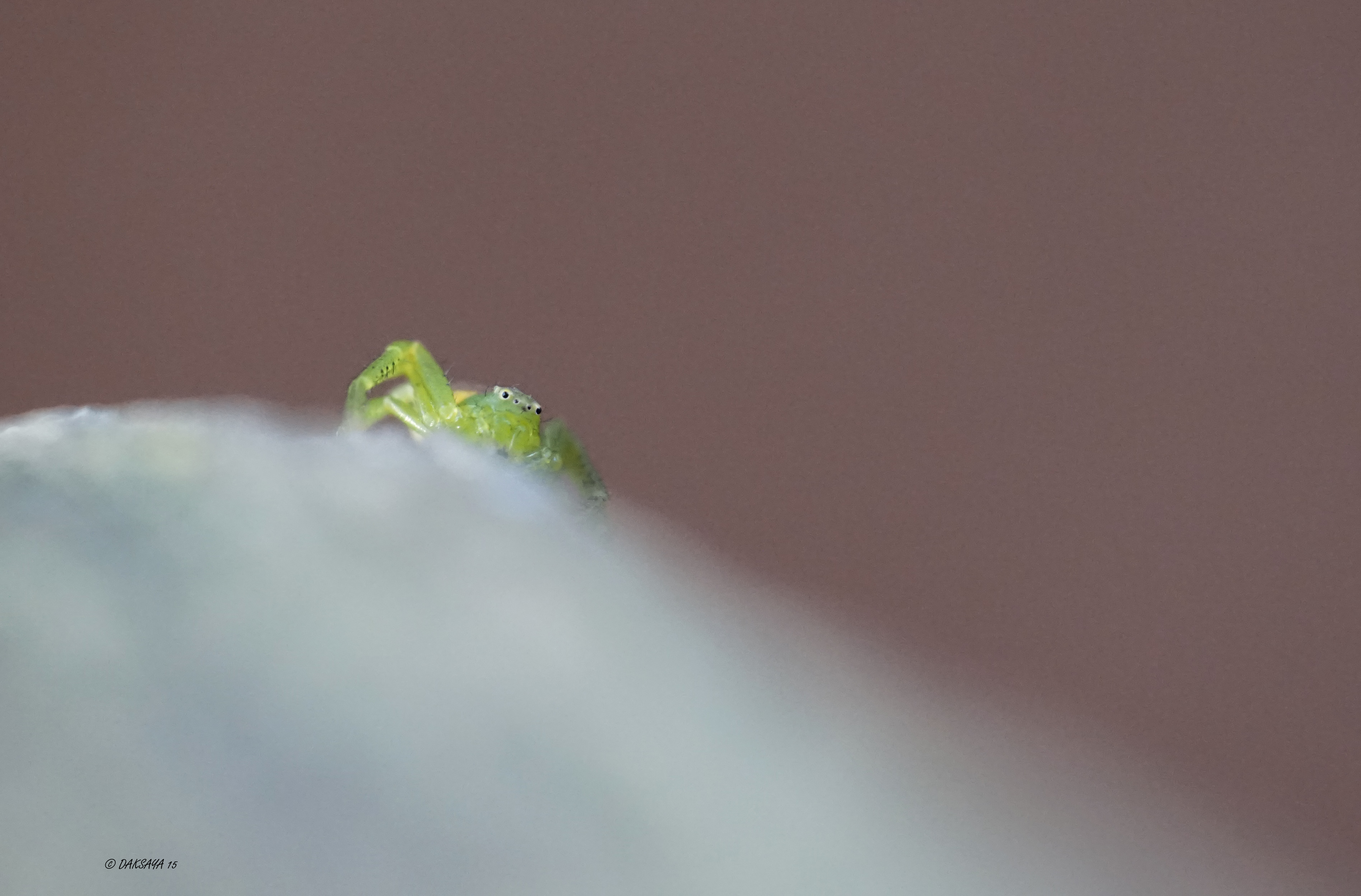 Groene krabspin