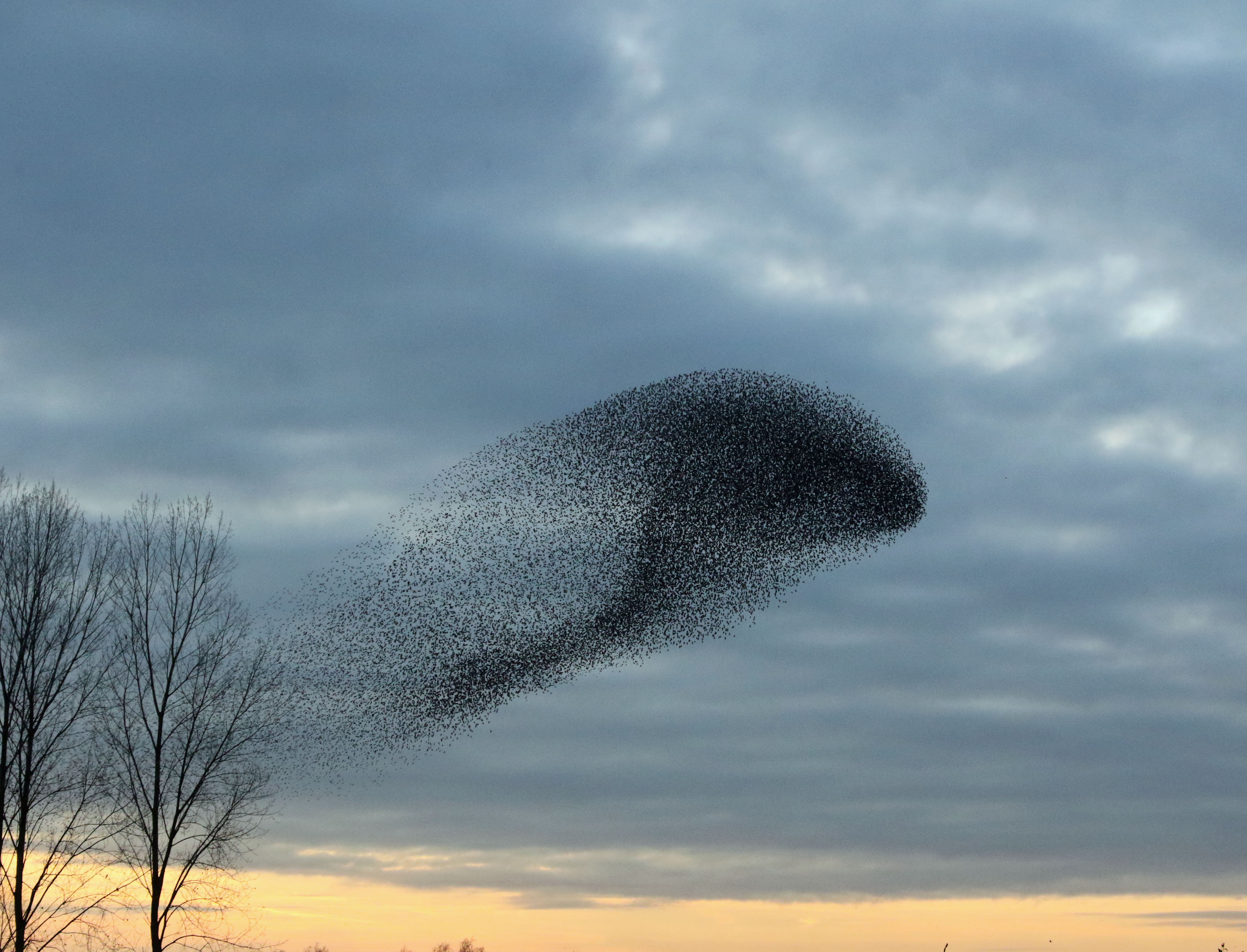 Spreeuwenformatie Walrus