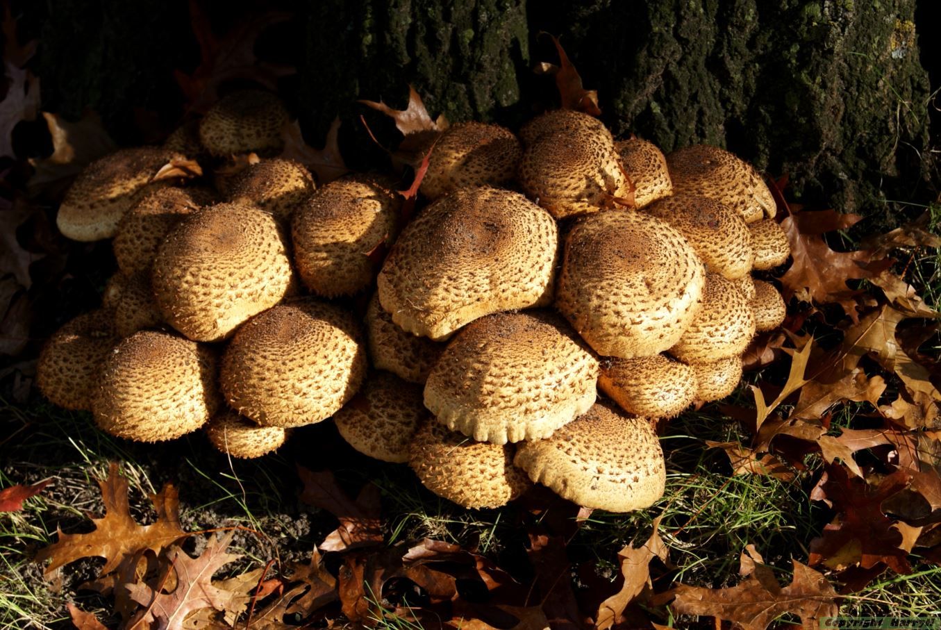 schubbige bundelzwam