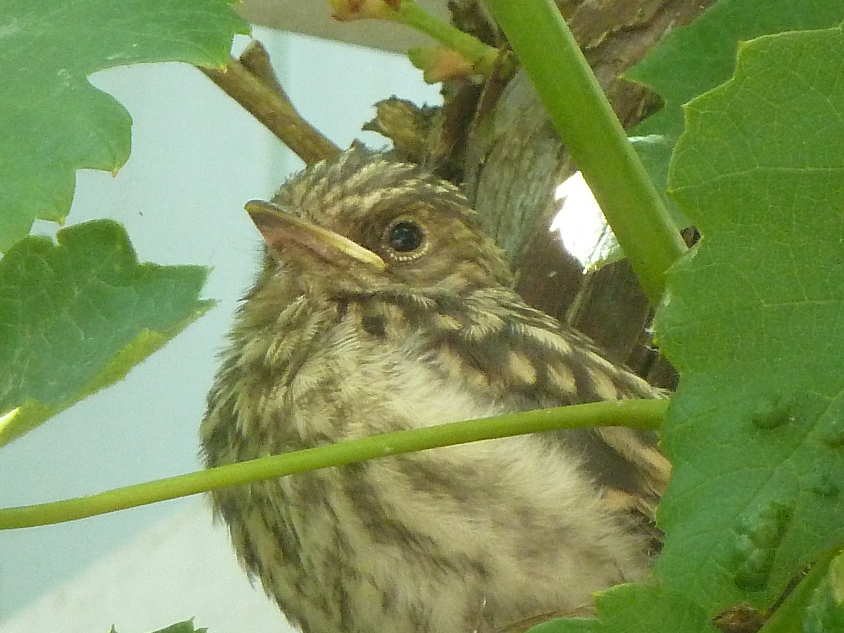 grauwe vliegenvanger