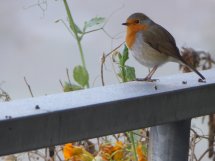 roodborstje in de mist