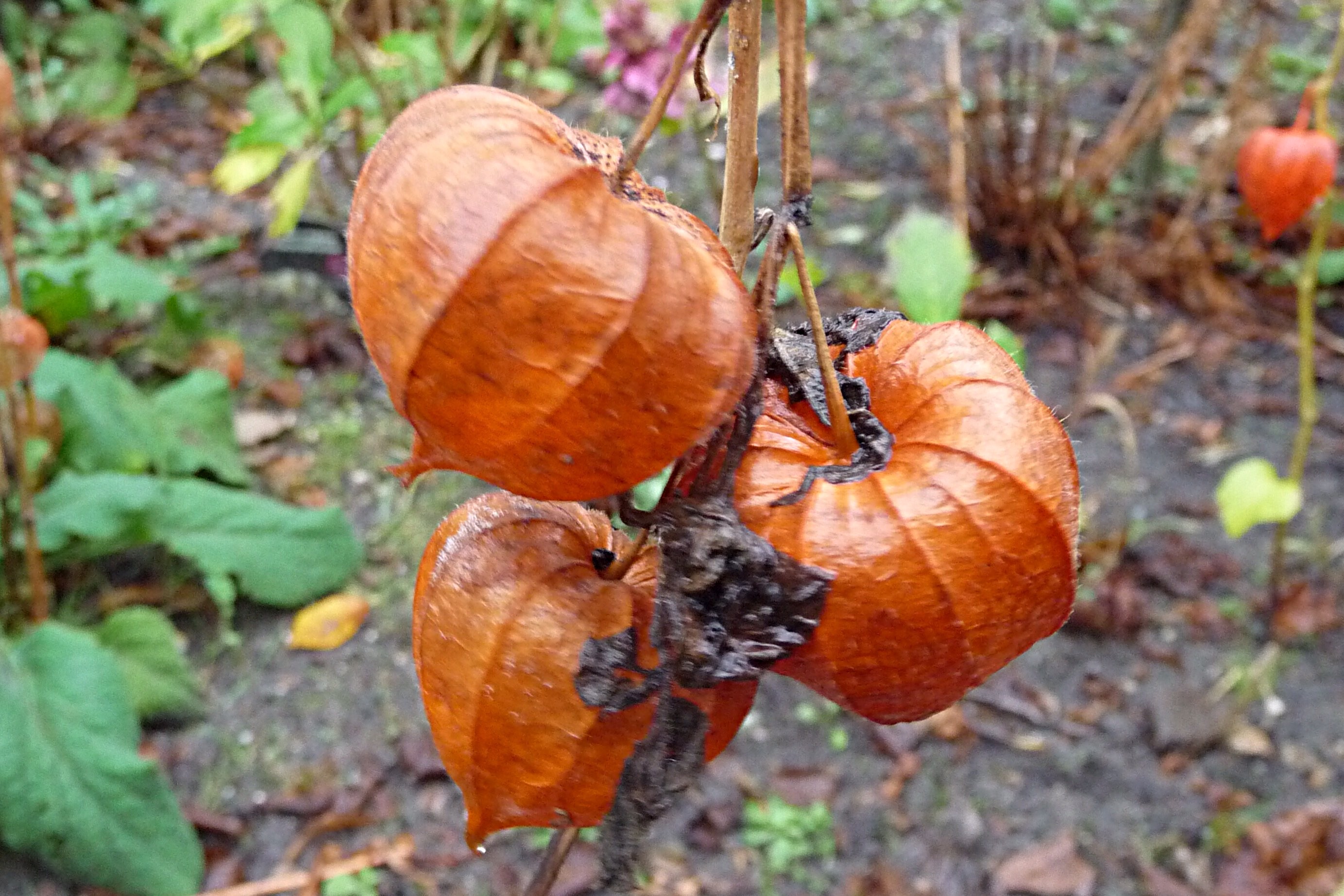 De laatste lampionnetjes