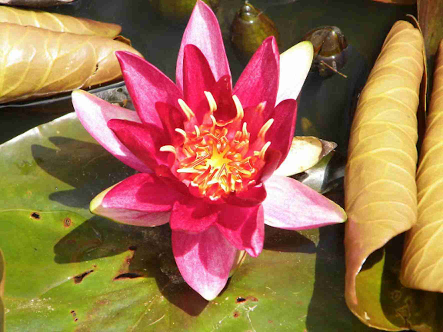 Waterlelie.