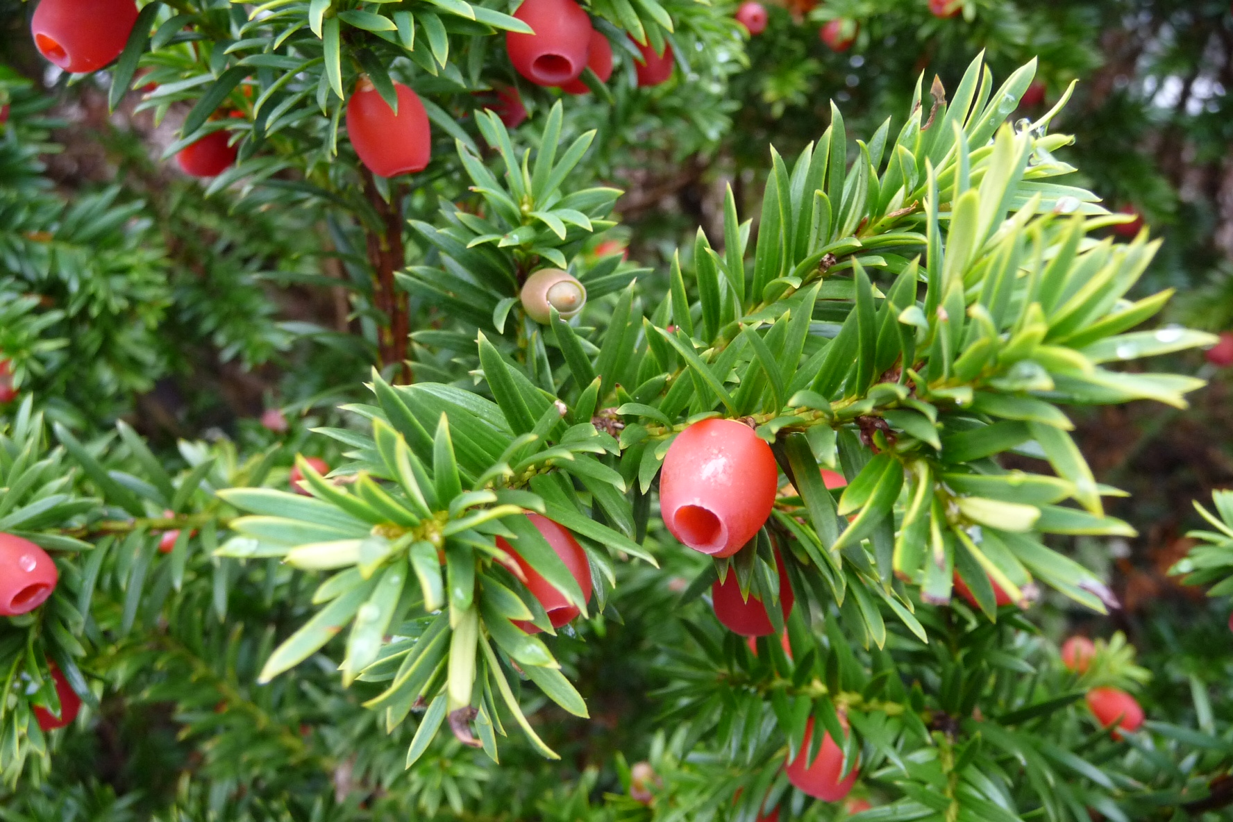 Taxus