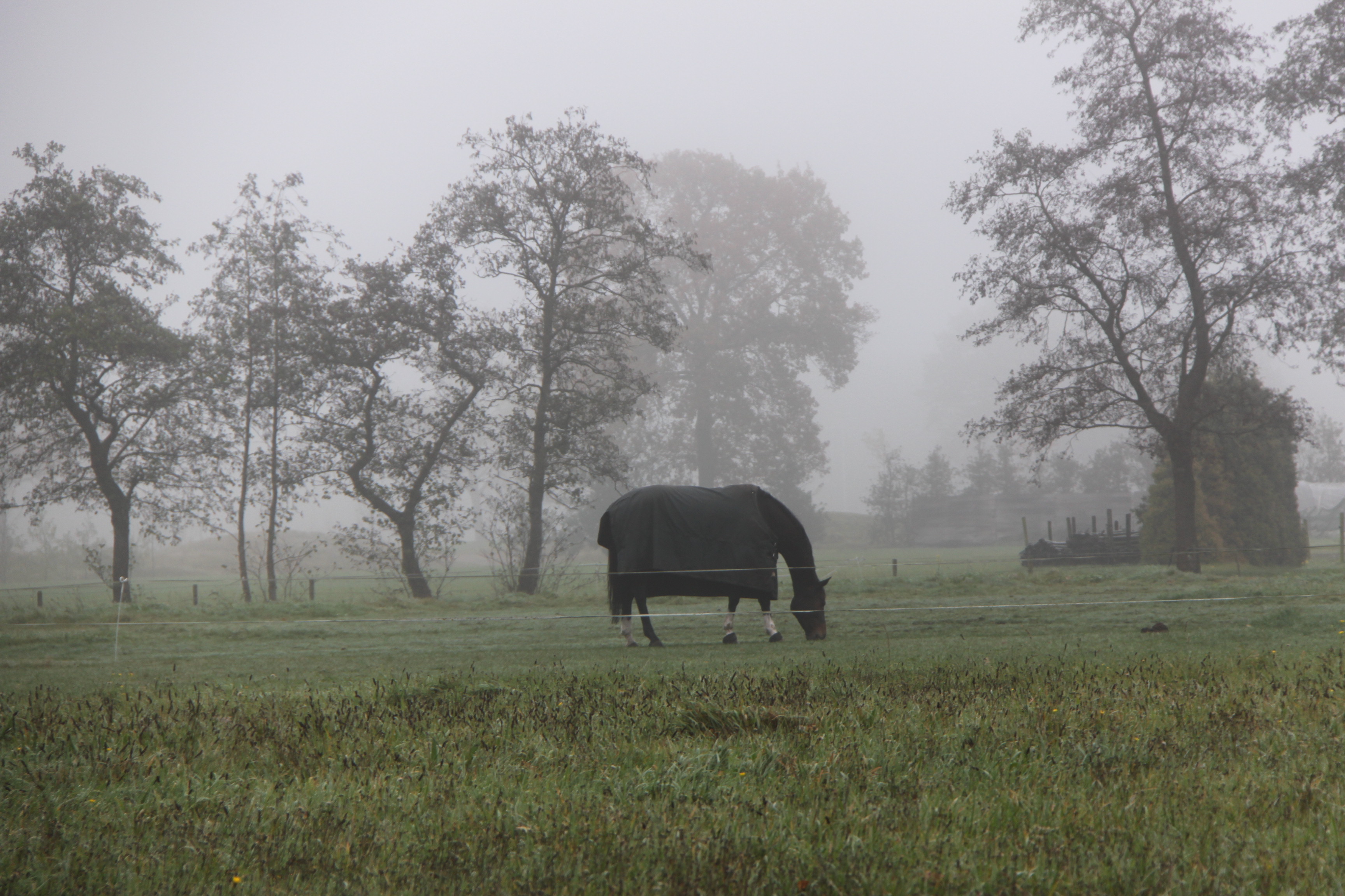 Paard in de mist