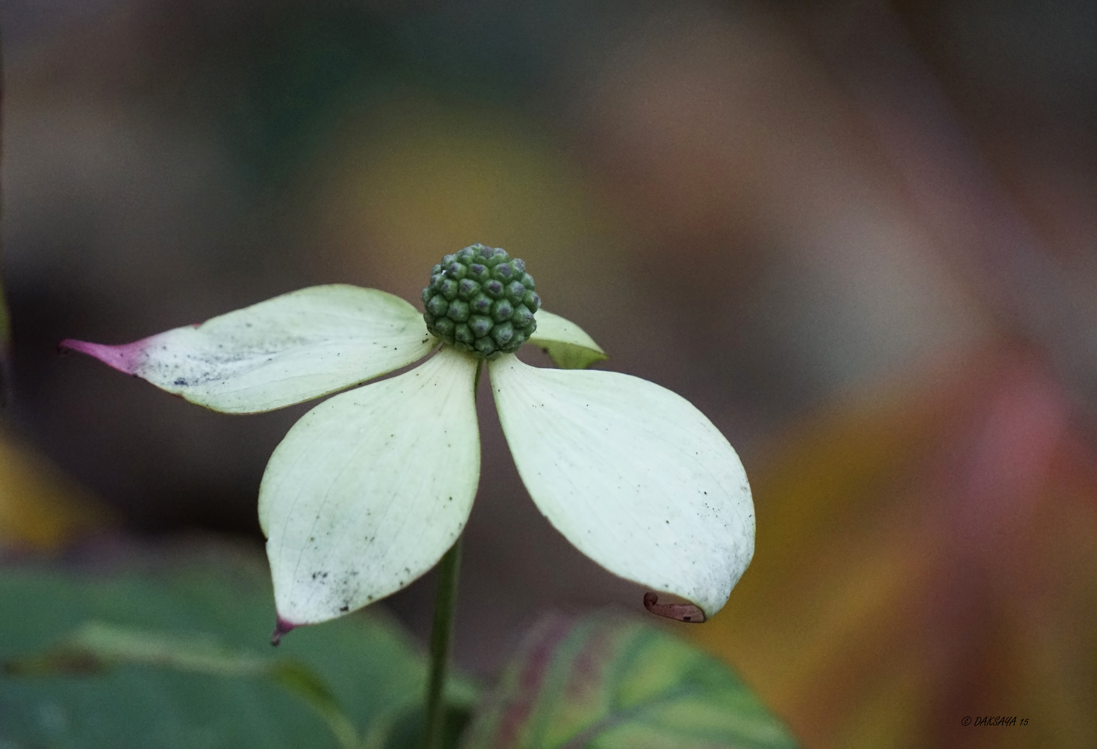 Cornus kousa