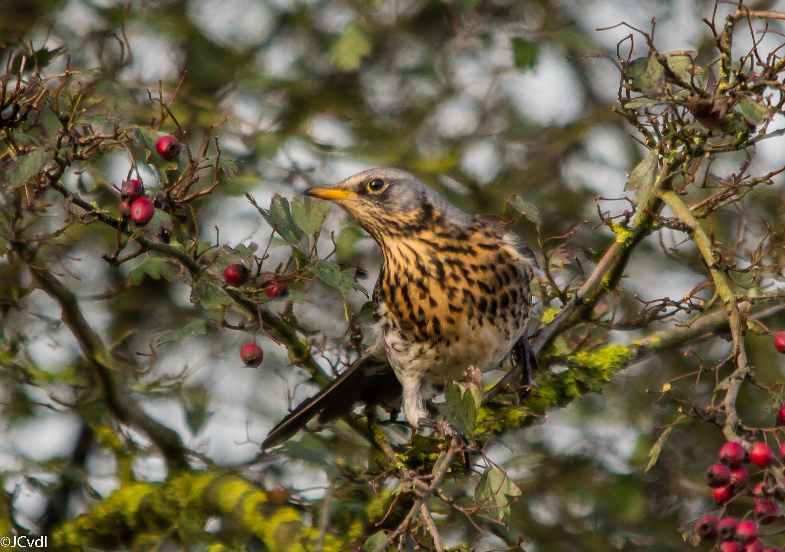 Kramsvogel