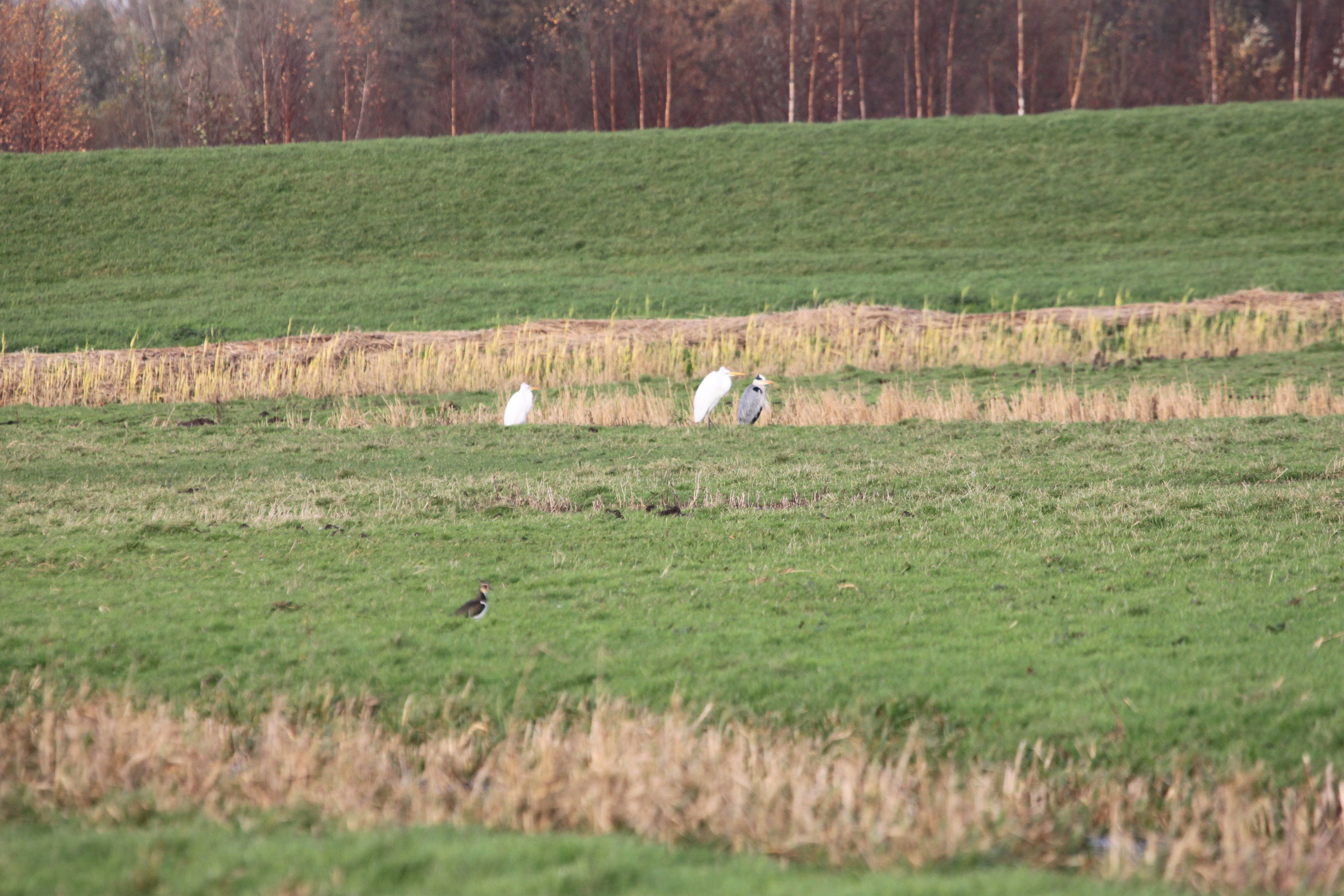 Zilverreigers en blauwe reiger