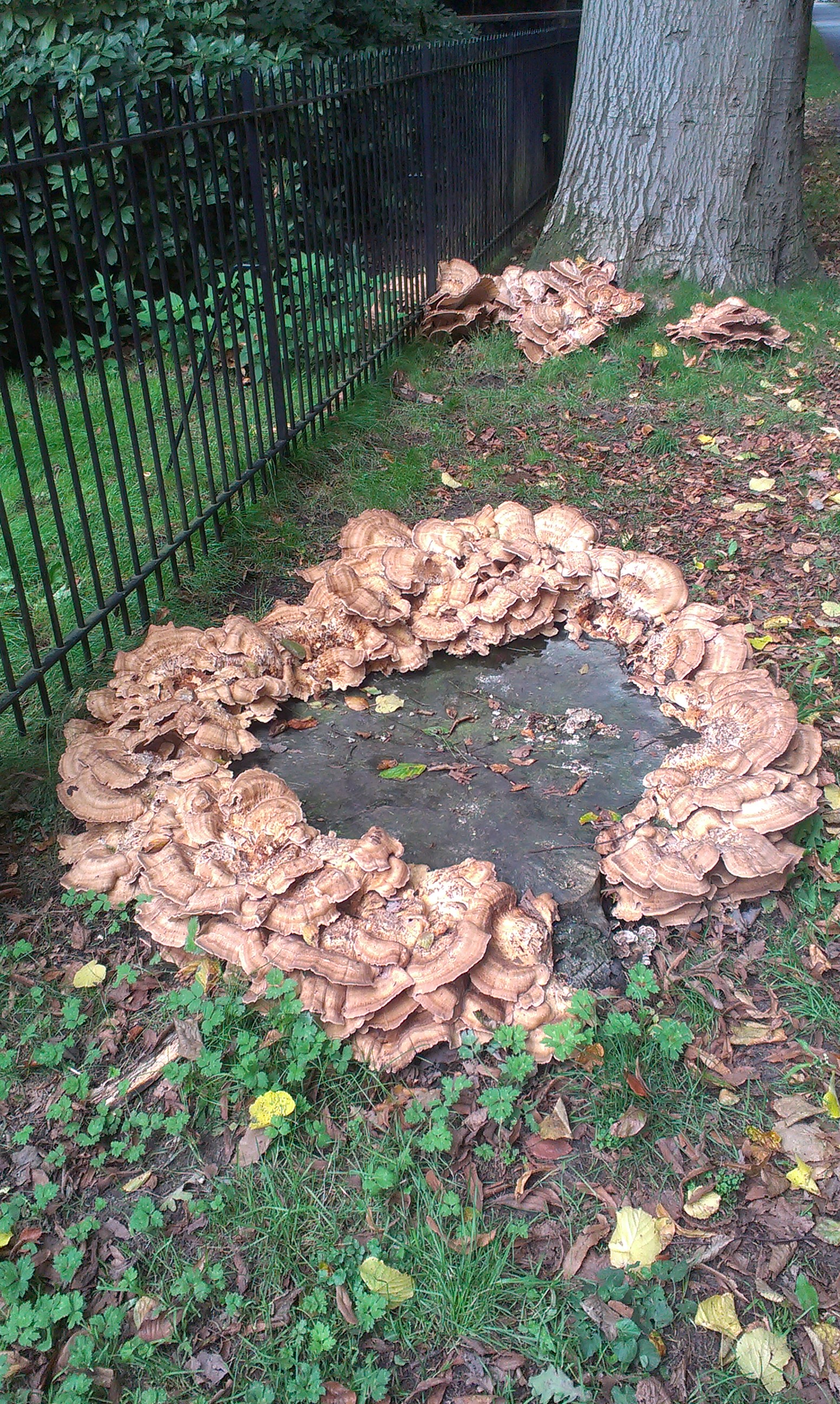 Paddestoelen 