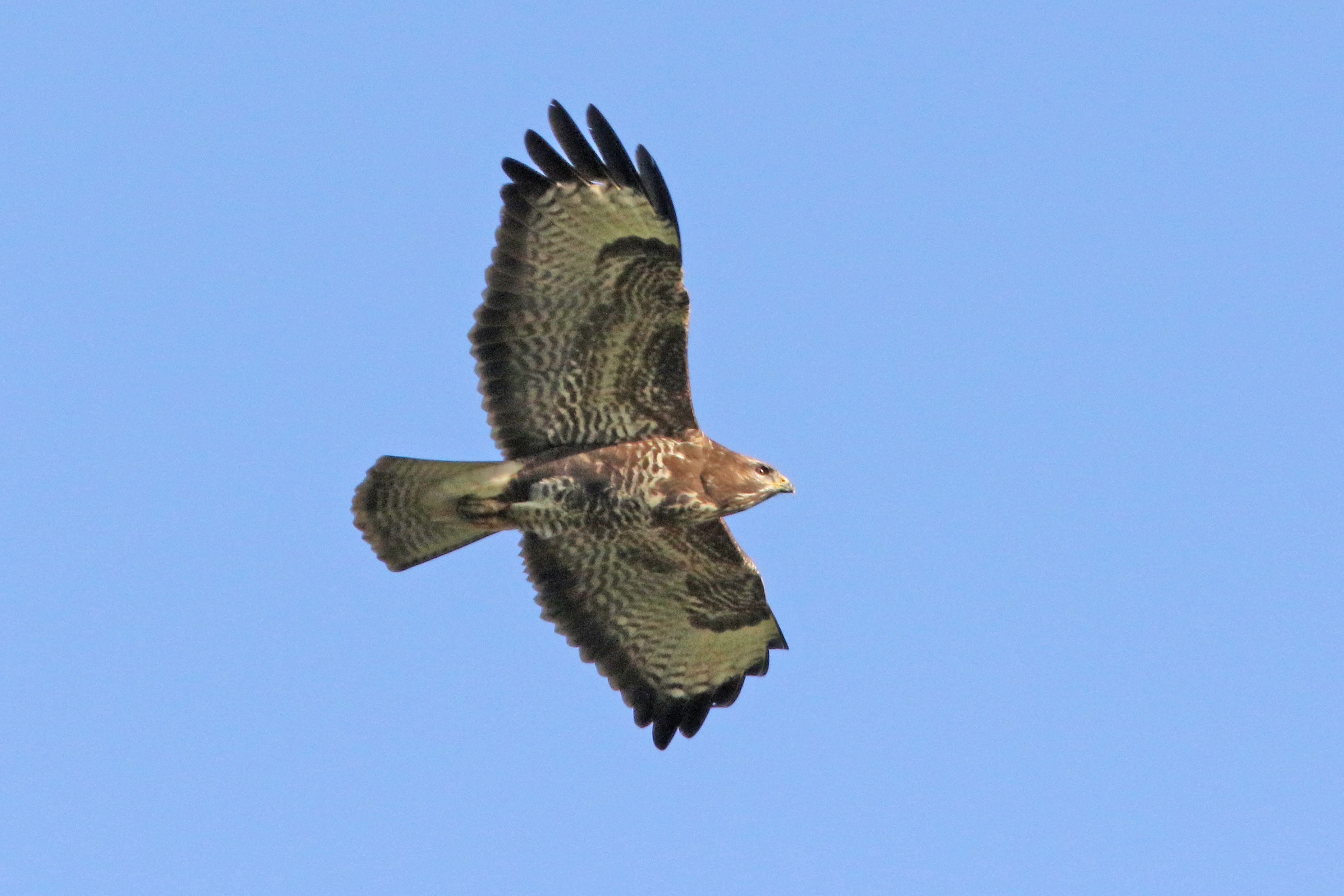 Buizerd