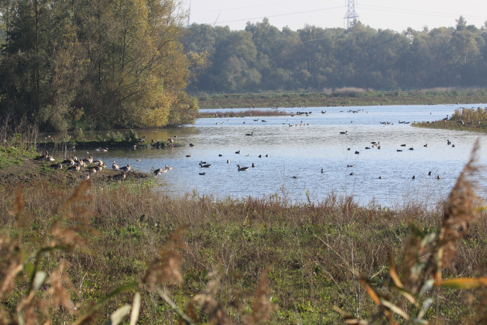 Meer met watervogels