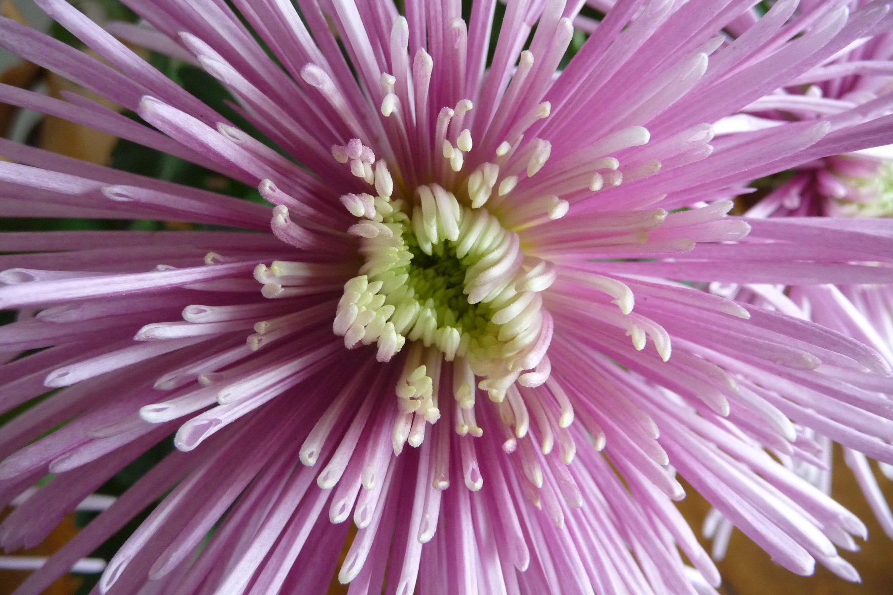 Chrysant