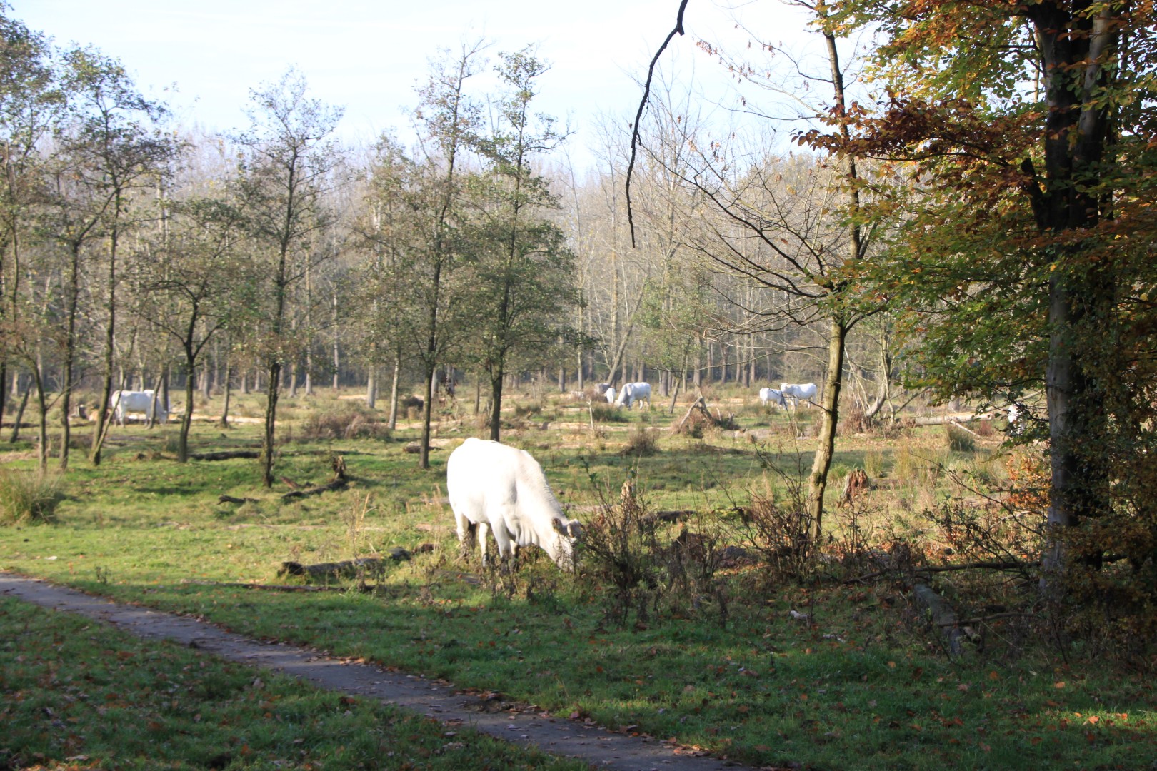 Witte koeien