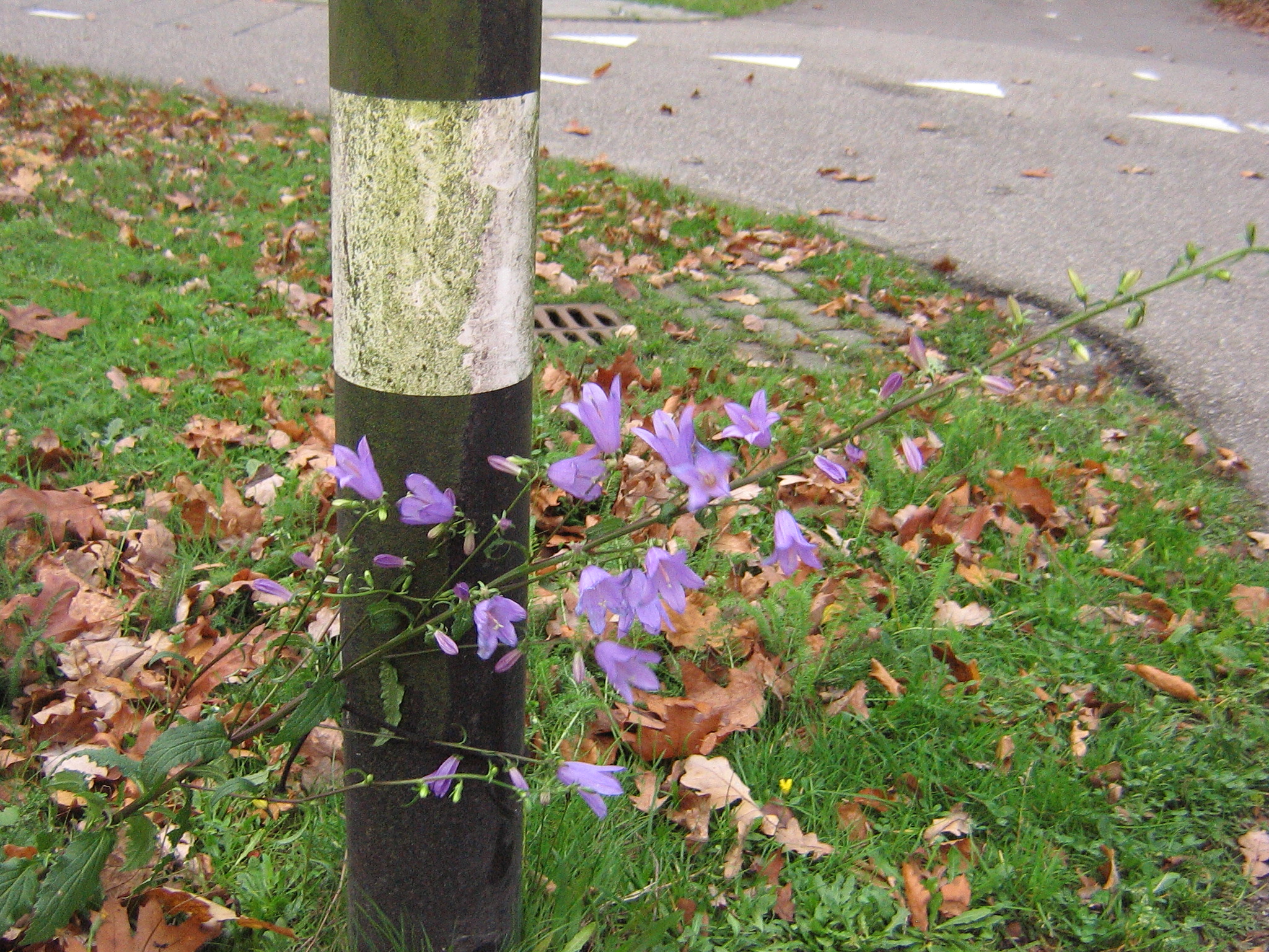 waarneming