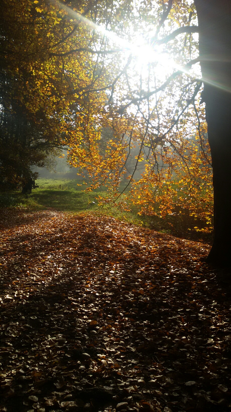 Zon door de boom