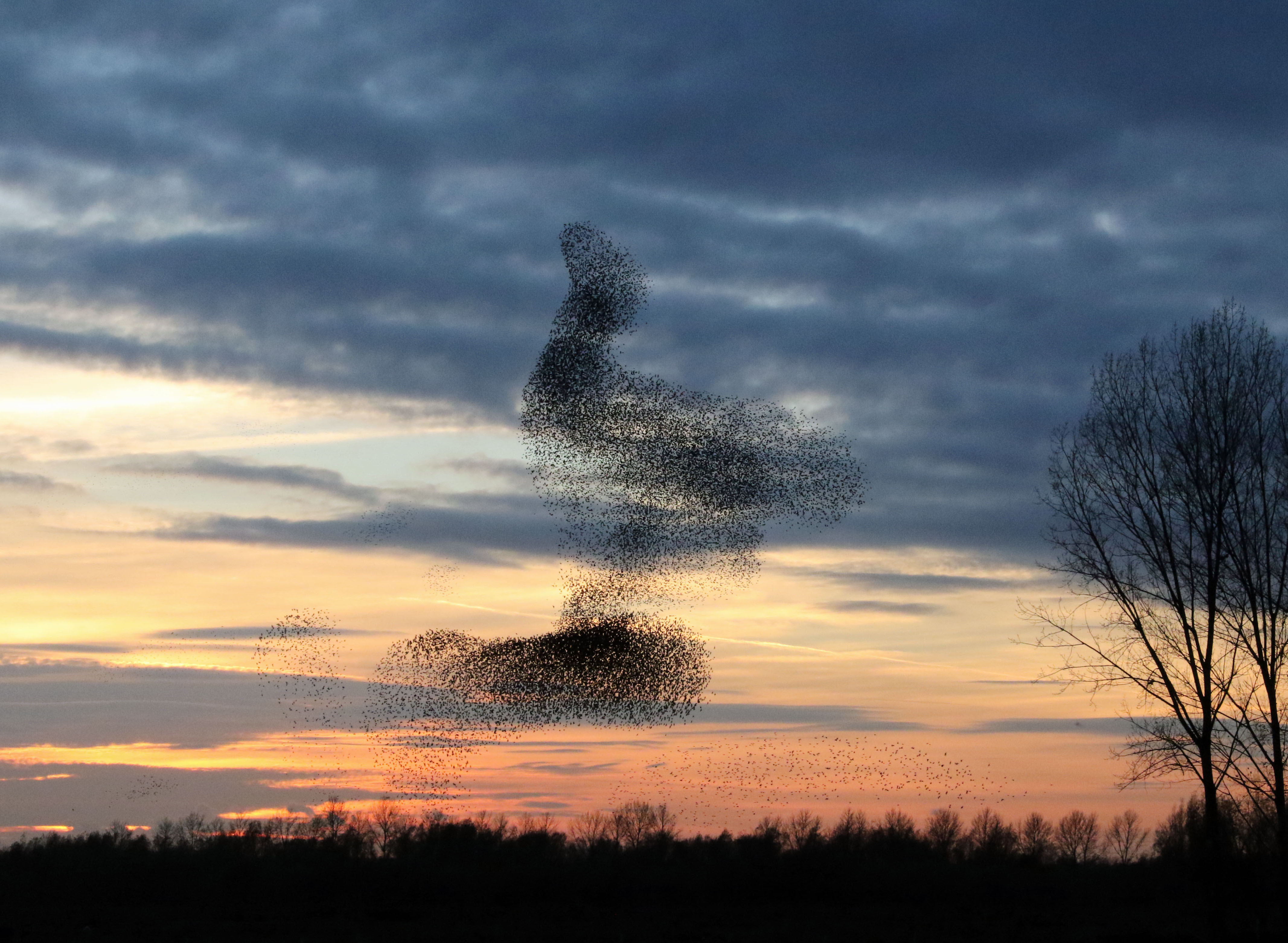 Spreeuwenformatie Kipje