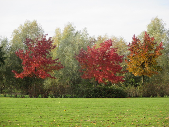 Herfst in mijn park