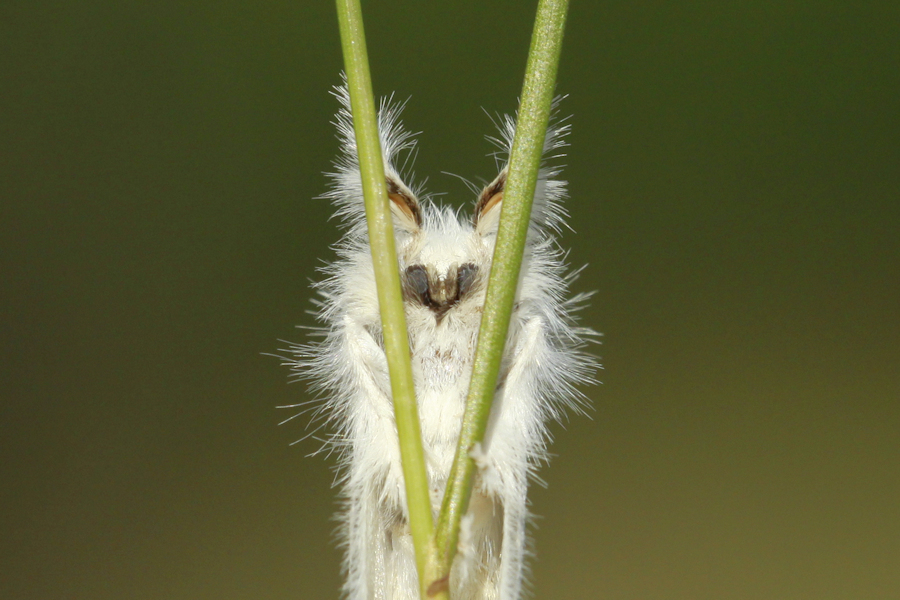 Soort steltlopen ...