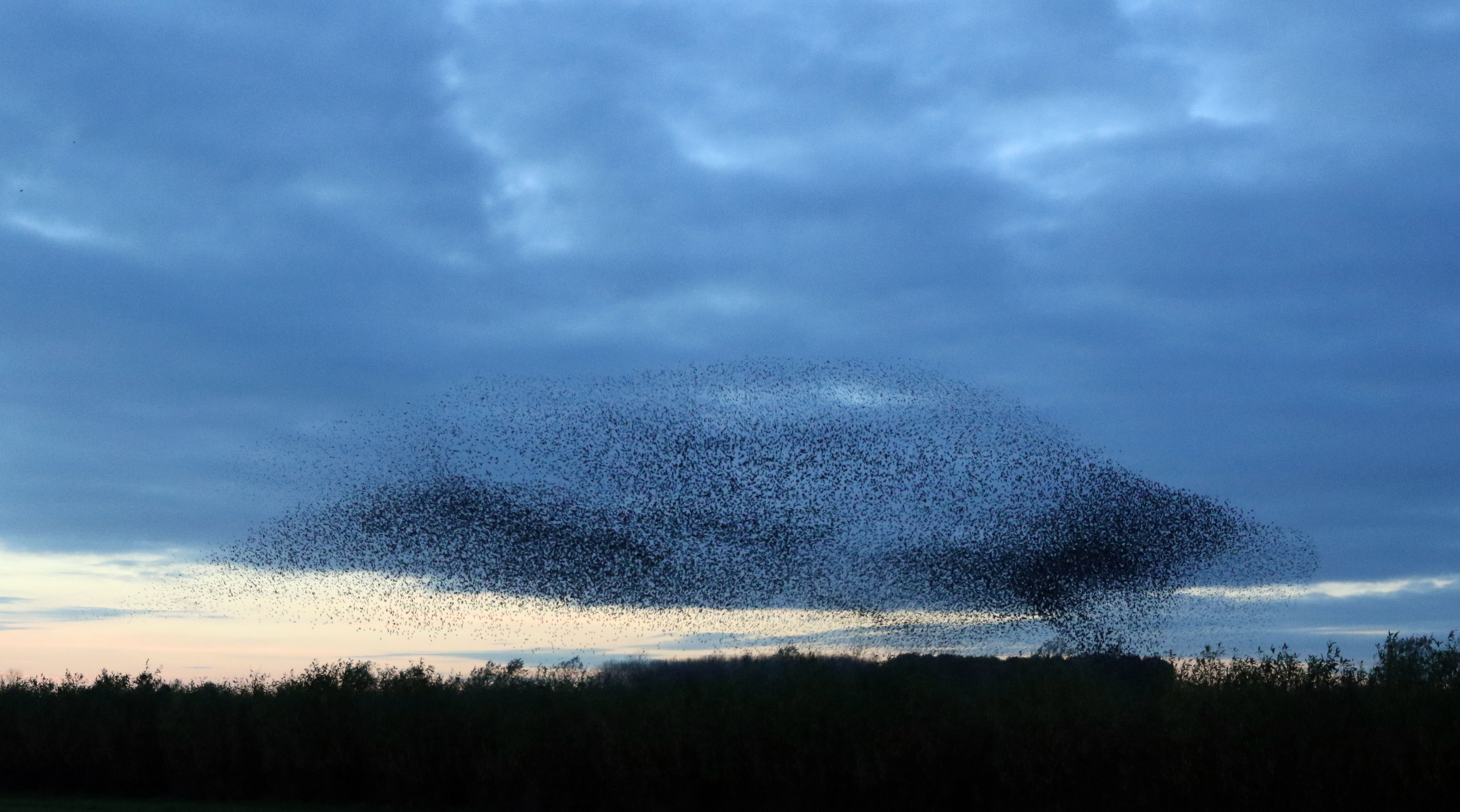 Spreeuwenformatie Ufo