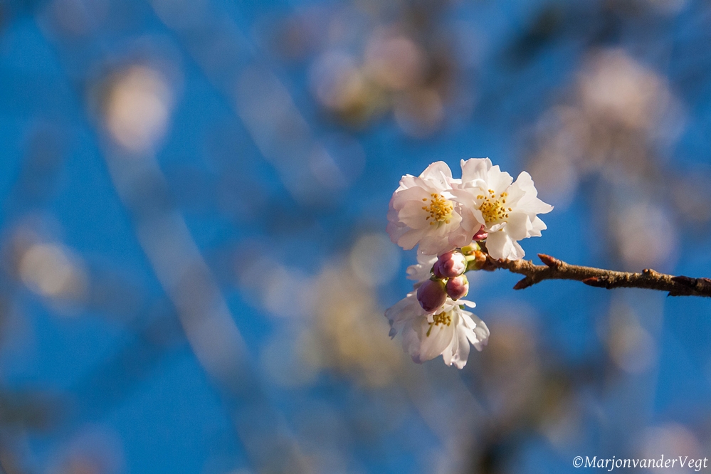  de sierkers Prunus subhirtella ‘Autumnalis bloeit !