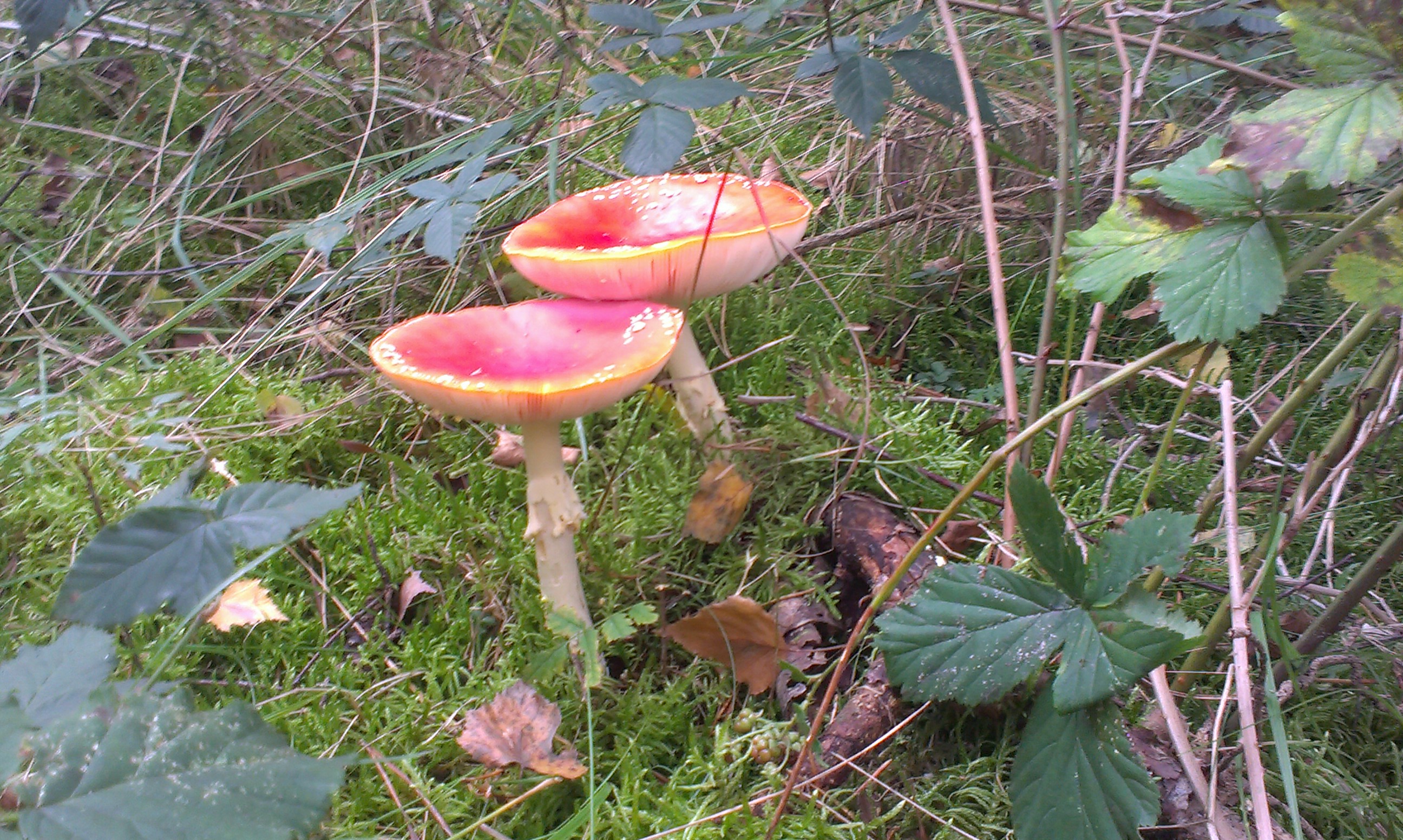 Vliegenzwammen