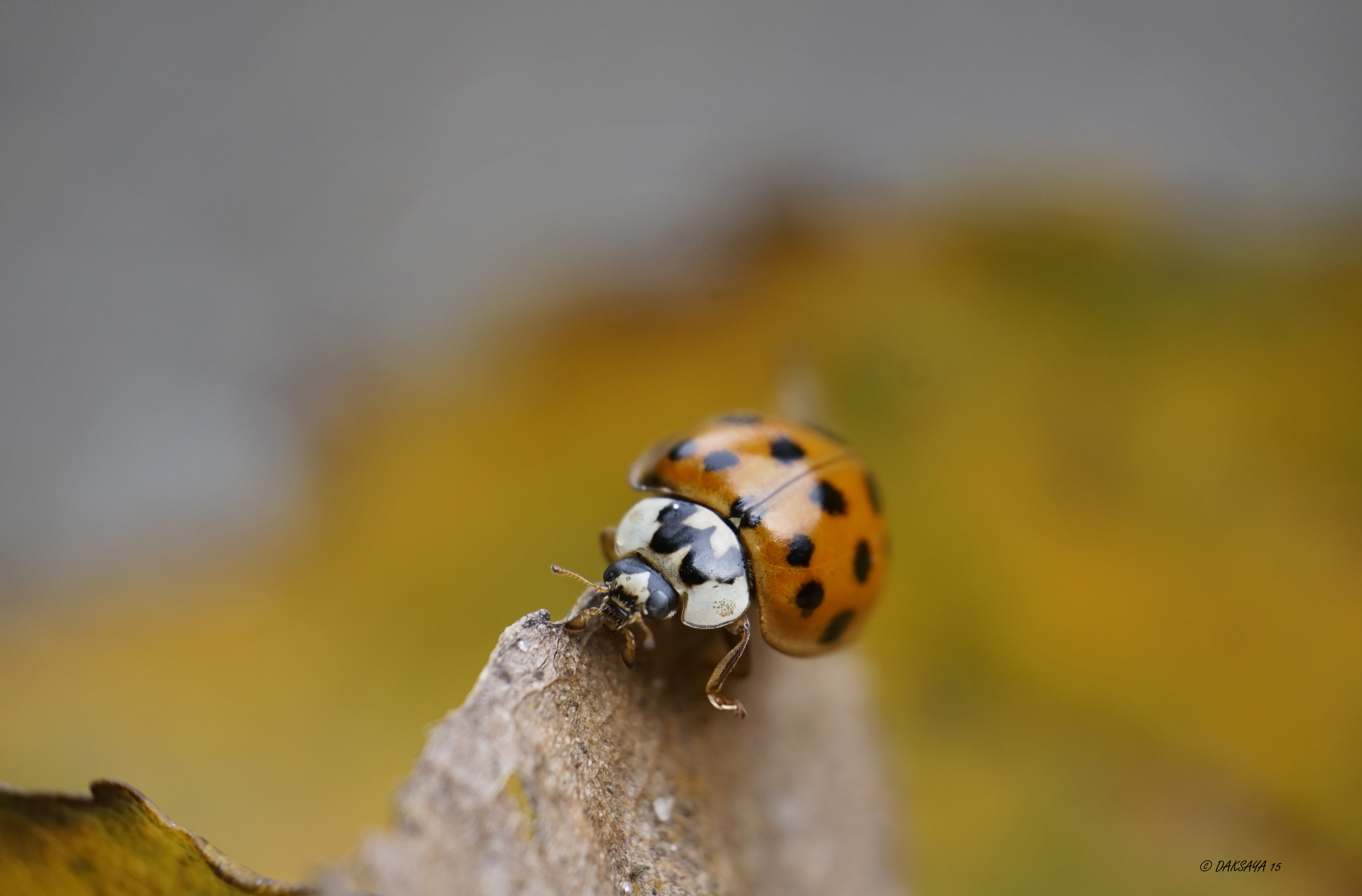 Herfstbeestje