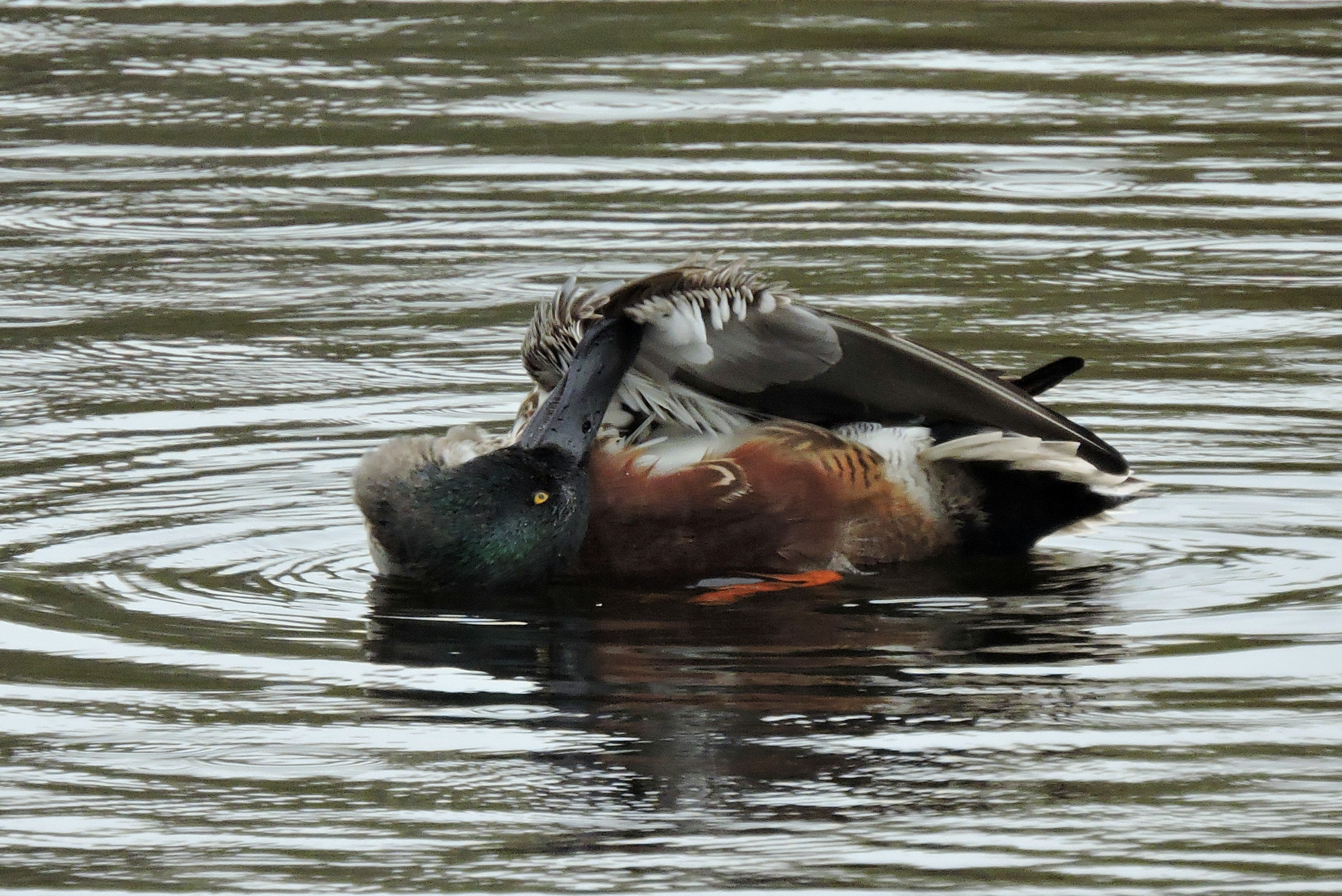 Spatelen tussen de veren