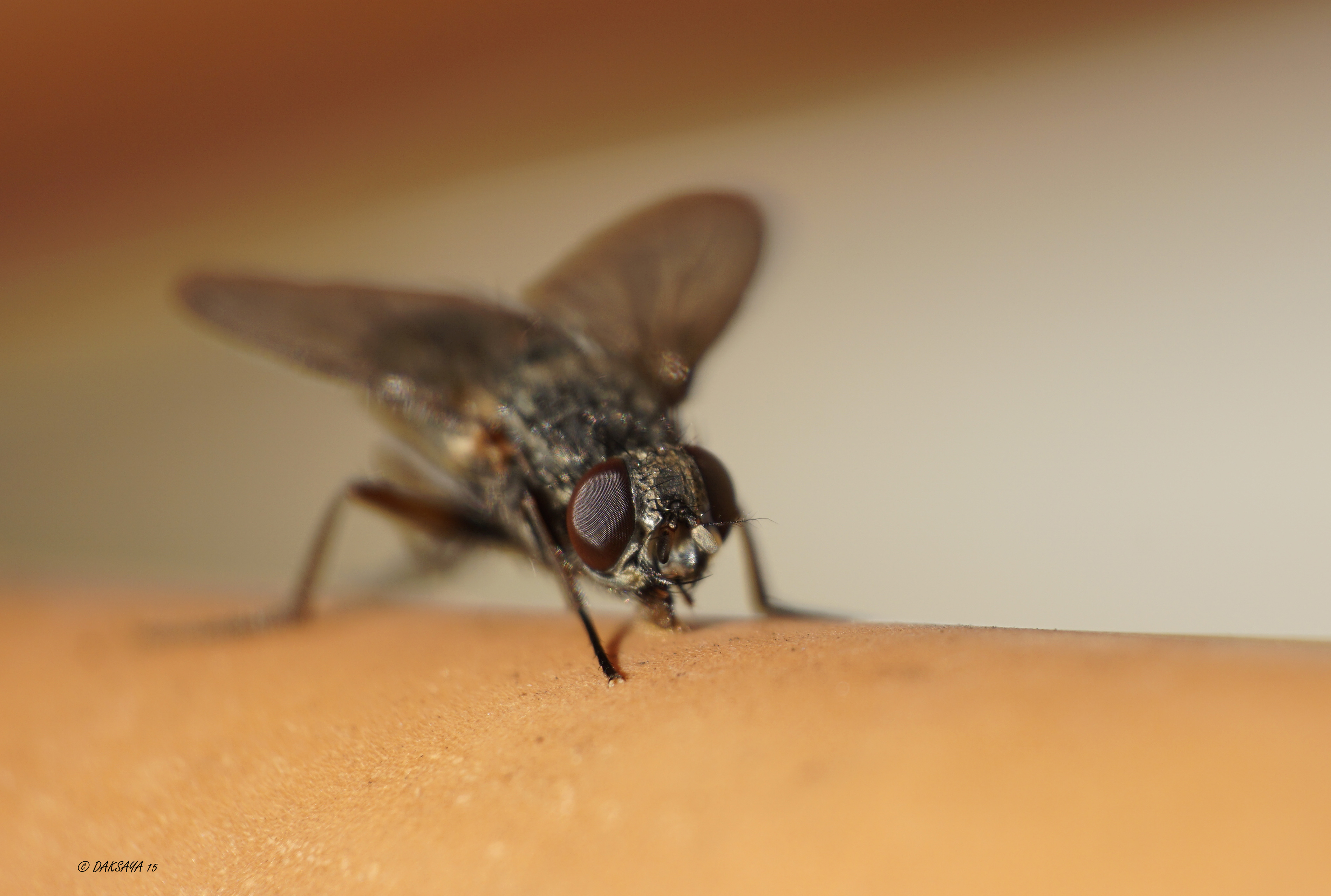 Fly