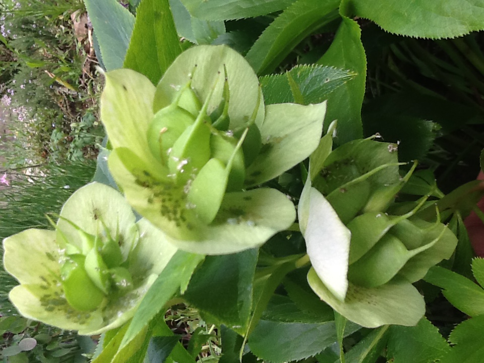 Luis in de helleborus