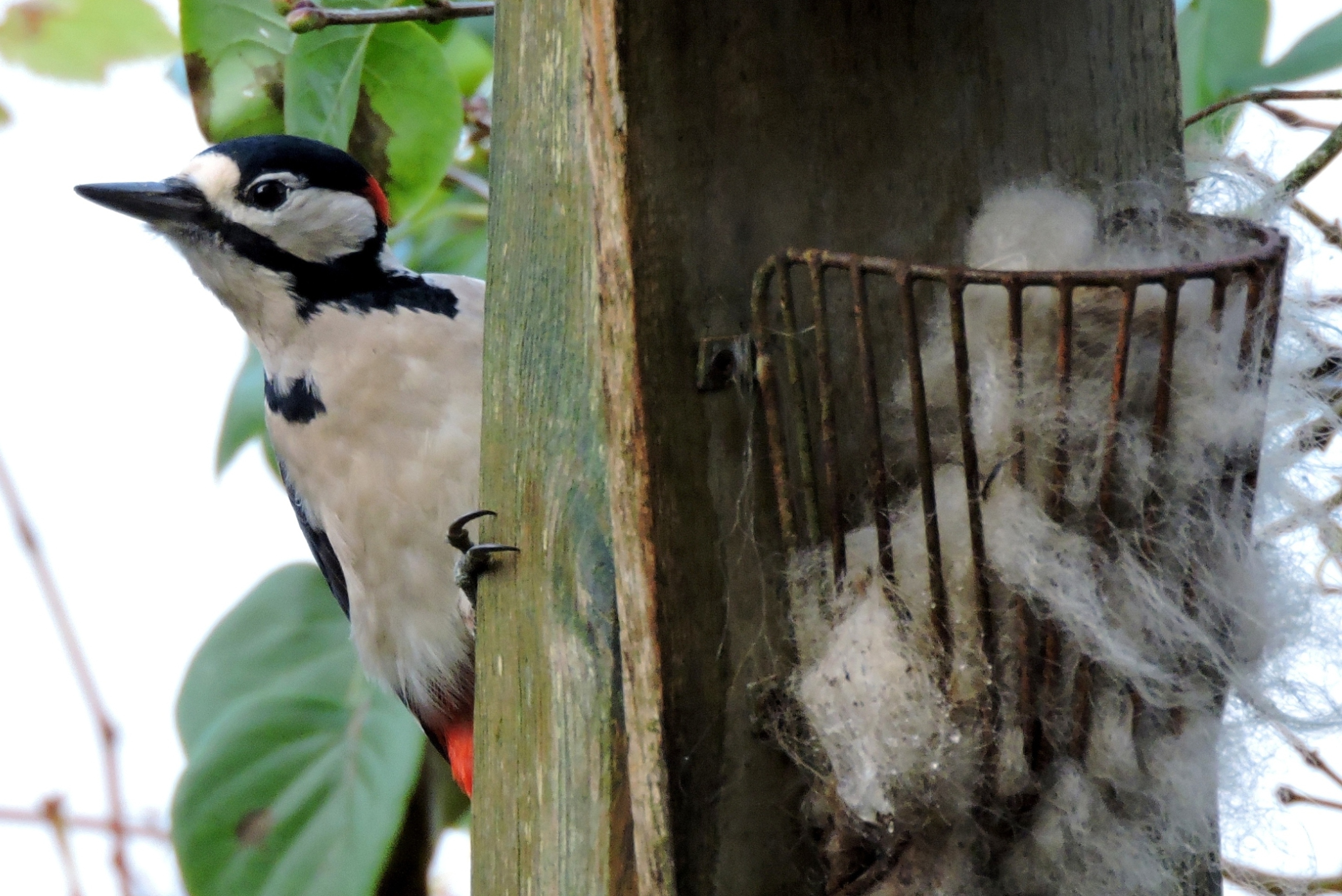 Waar is de pindakaas?